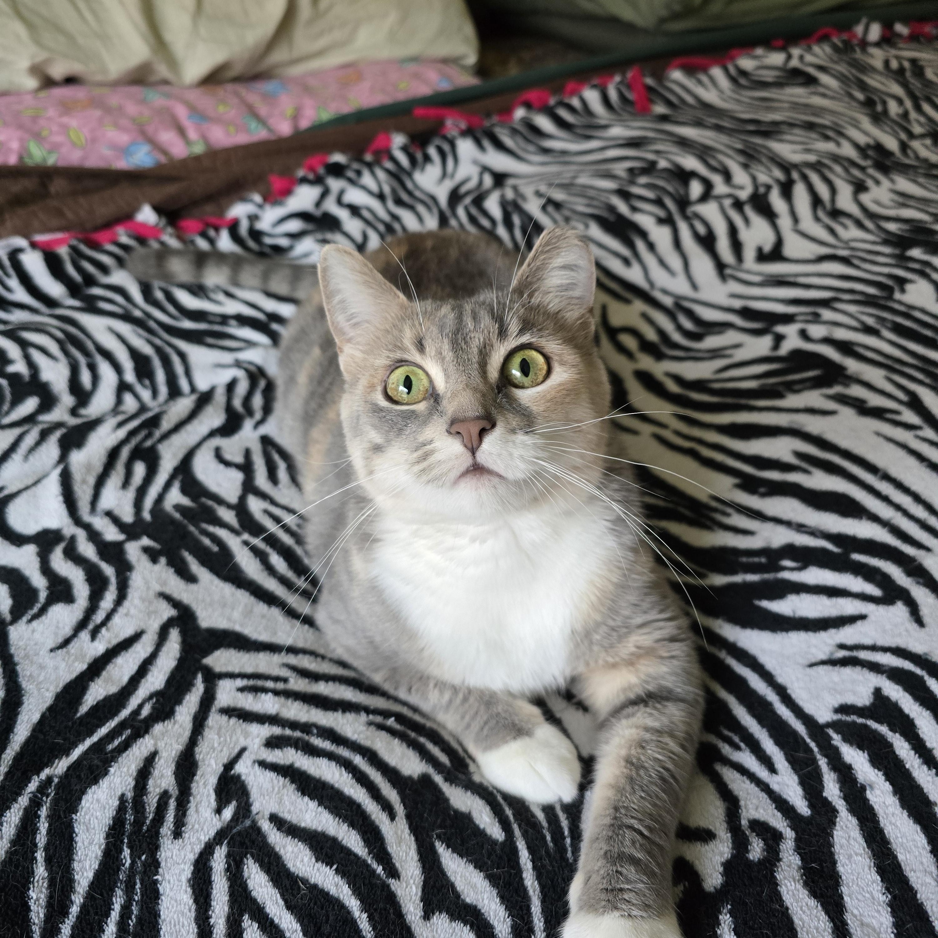 Opal, an adoptable Domestic Short Hair in Fargo, ND, 58104 | Photo Image 4