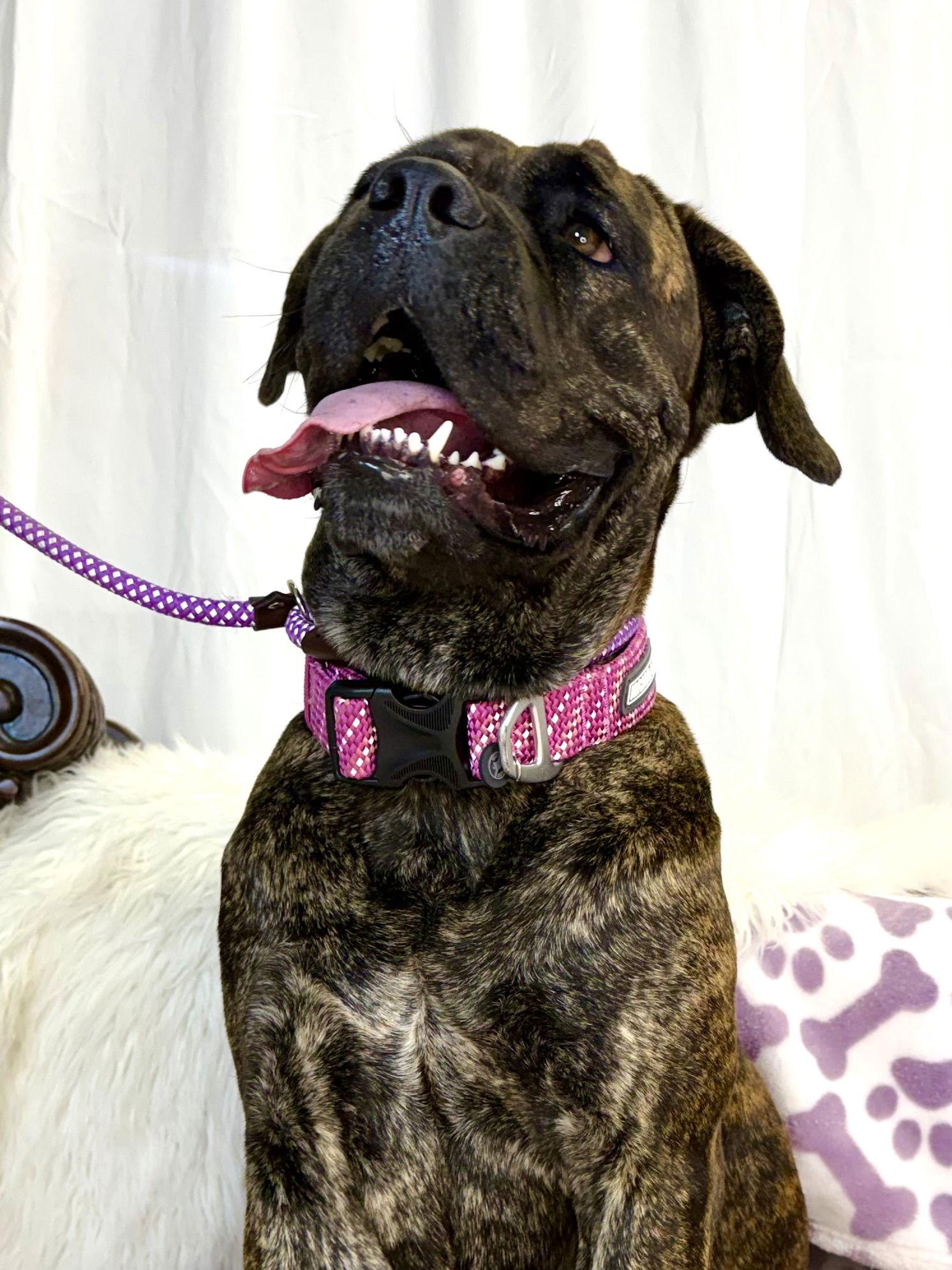 Fidget - ADOPTION PENDING, Adopted, Young Female Bullmastiff.