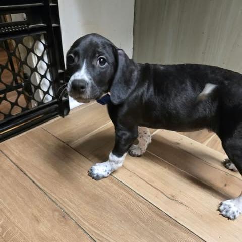Enlarge Jimothy, a Adoptable mixed breed in Jarrettsville, MD image 1/1