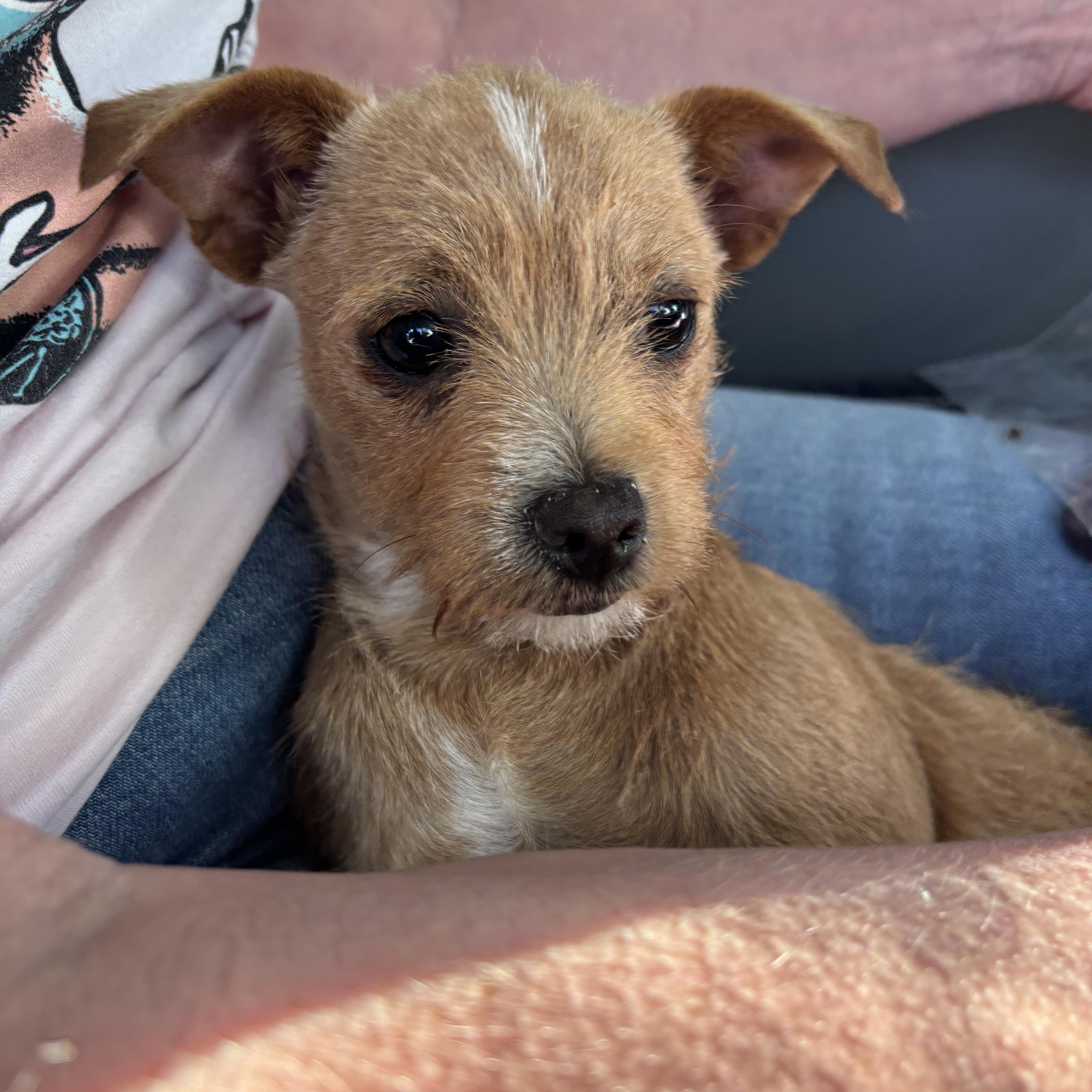 Daisy, a Adoptable mixed breed in Phoenix, AZ image 1/3