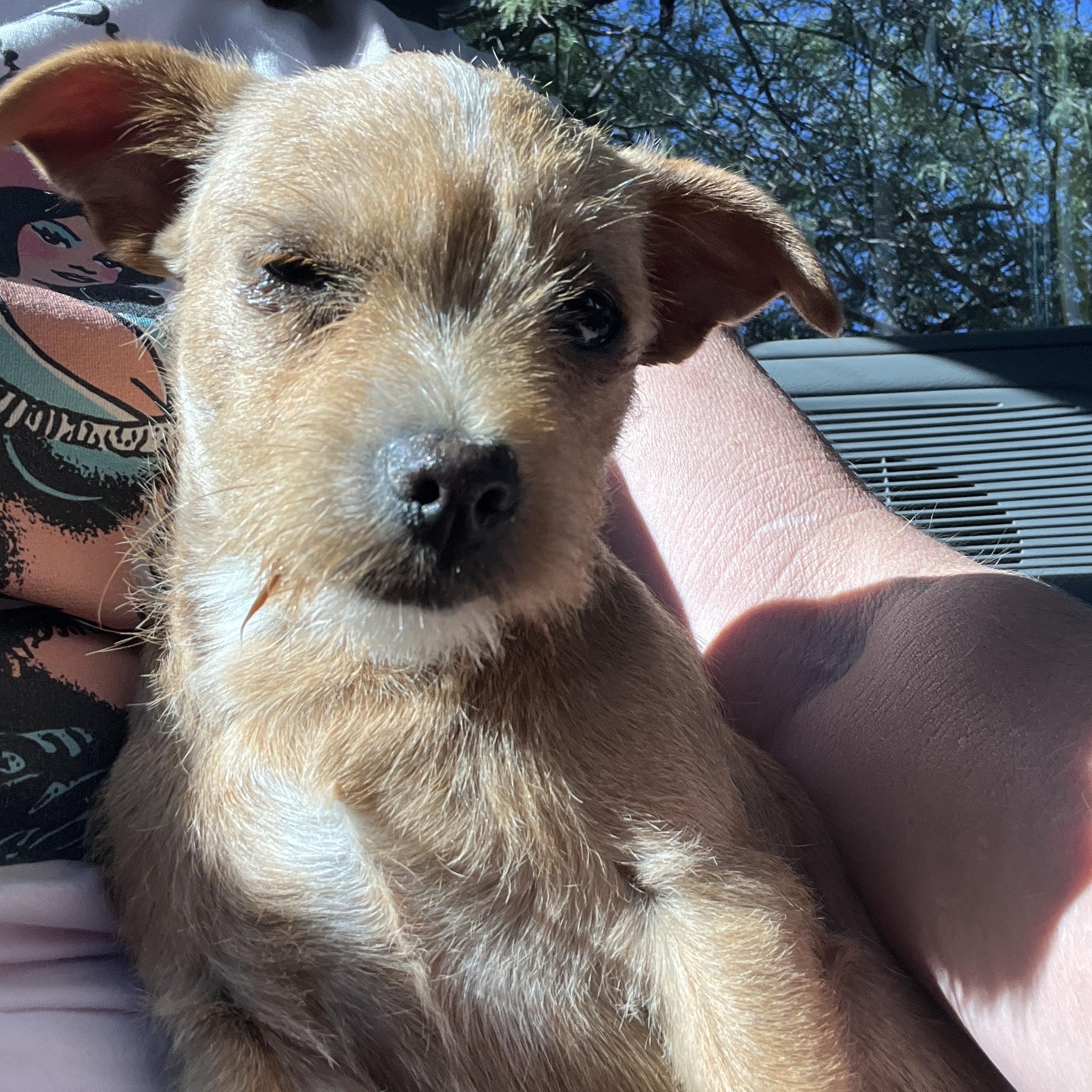 Daisy, a Adoptable mixed breed in Phoenix, AZ image 2/3