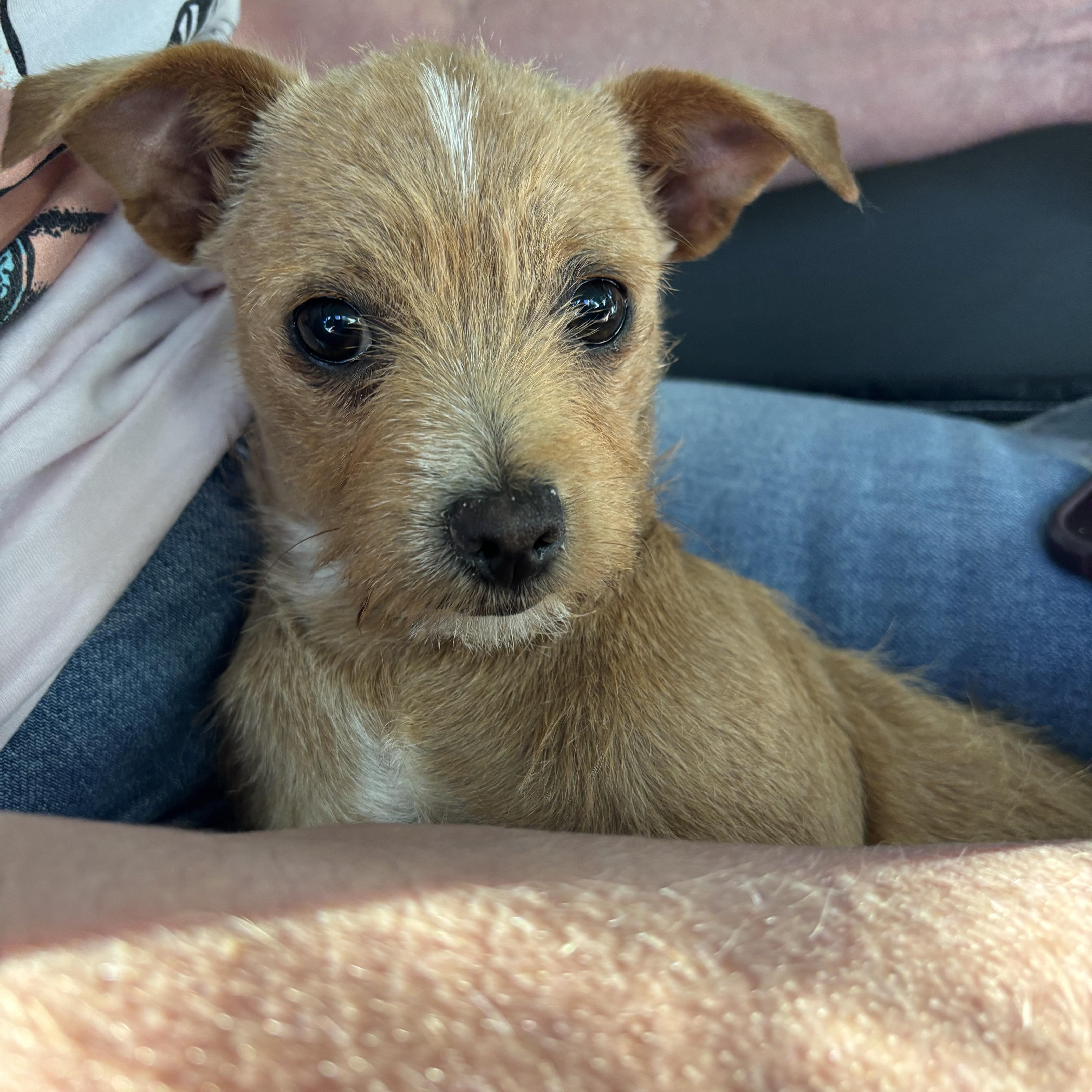 Daisy, a Adoptable mixed breed in Phoenix, AZ image 3/3