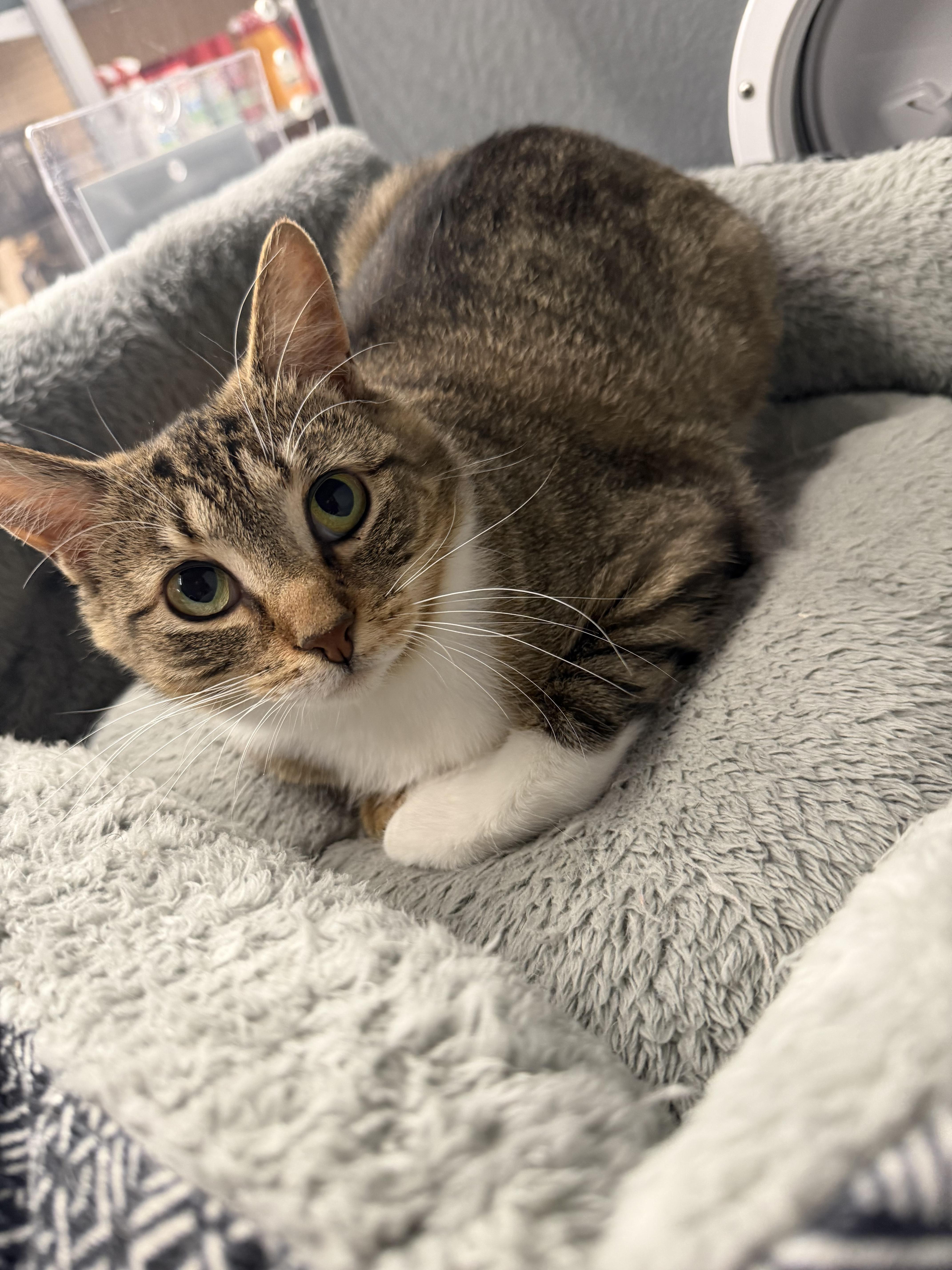 Curio, a ADOPTABLE Tabby in fennville, MI image 3/4