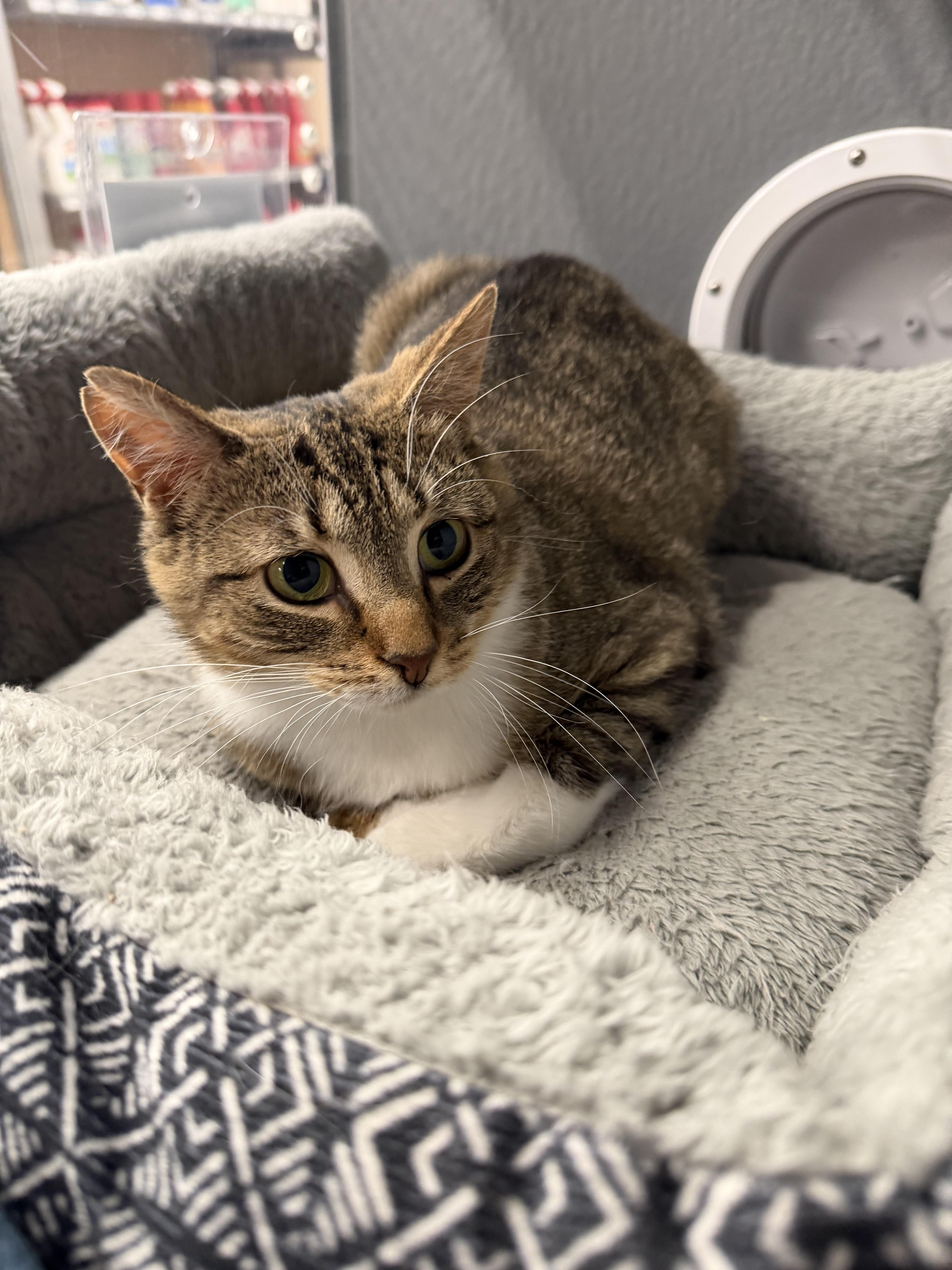 Curio, a ADOPTABLE Tabby in fennville, MI image 4/4