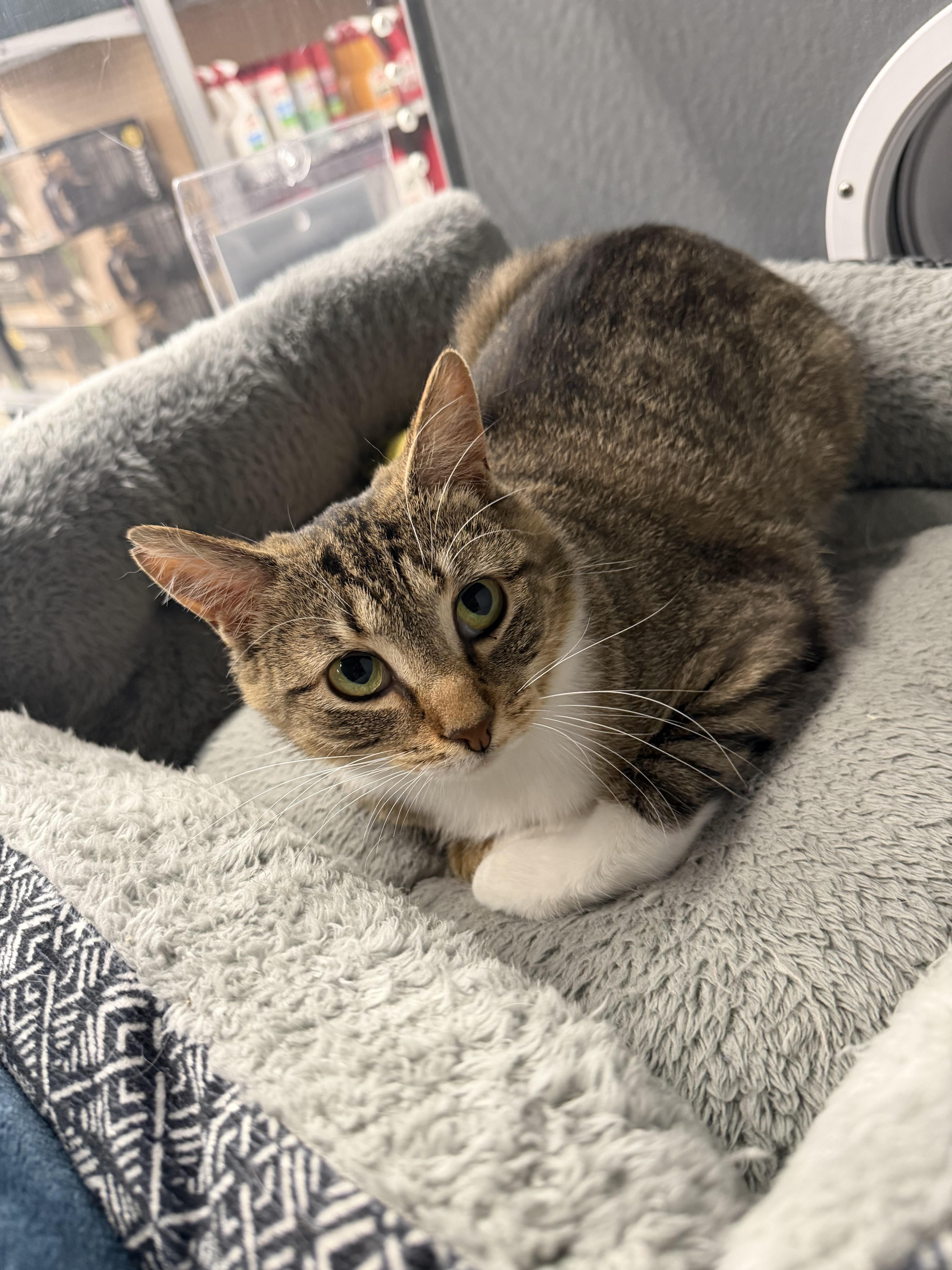 Curio, a ADOPTABLE Tabby in fennville, MI image 2/4