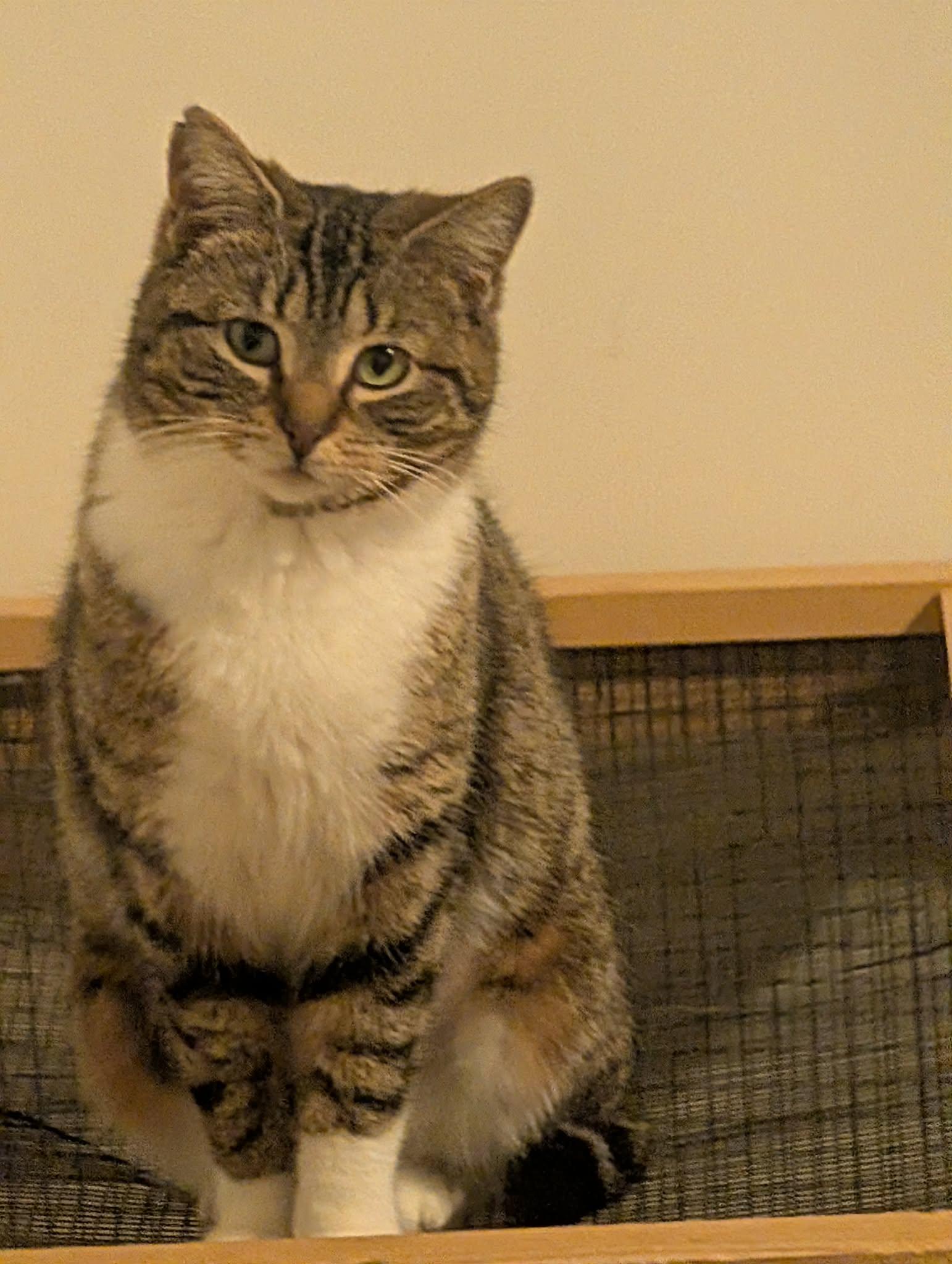 Curio, ADOPTABLE, Adult Female Tabby.