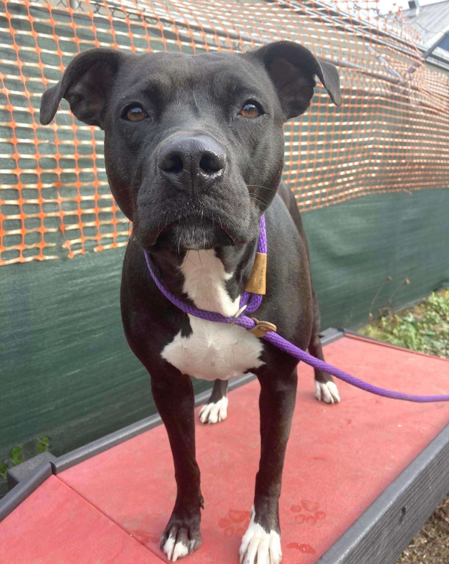 Enlarge Remy, a Adoptable mixed breed in Seattle, WA image 1/2