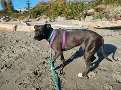 Enlarge Remy, a Adoptable mixed breed in Seattle, WA image 2/2