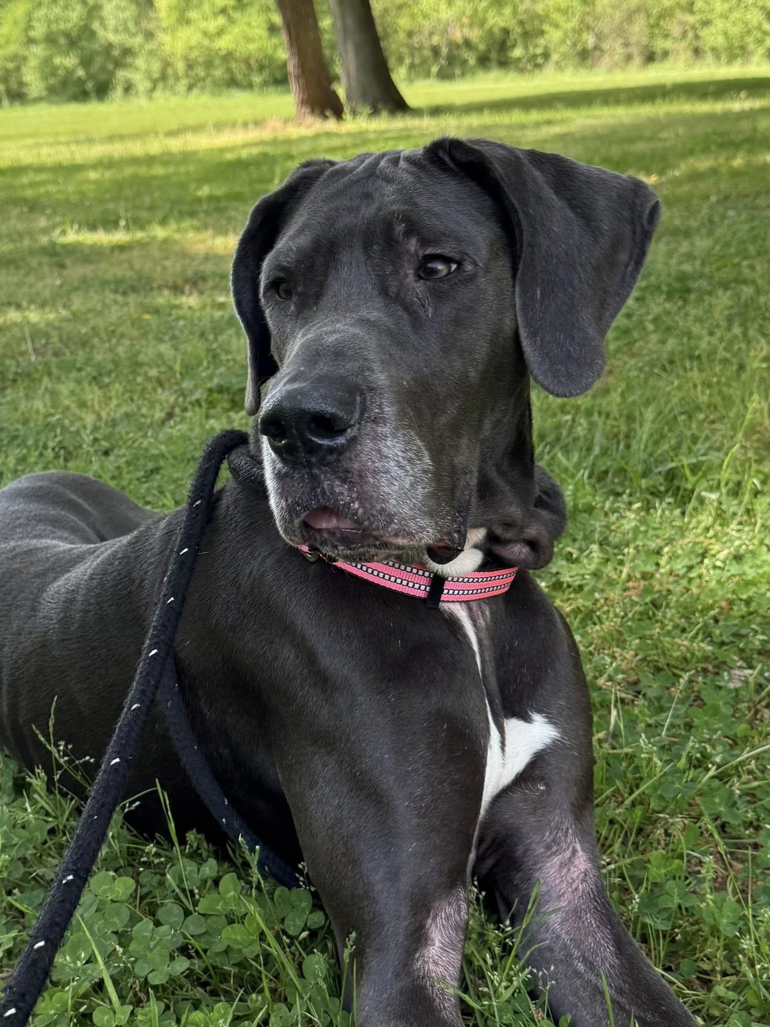 Xena, ADOPTABLE, Young Female Great Dane.