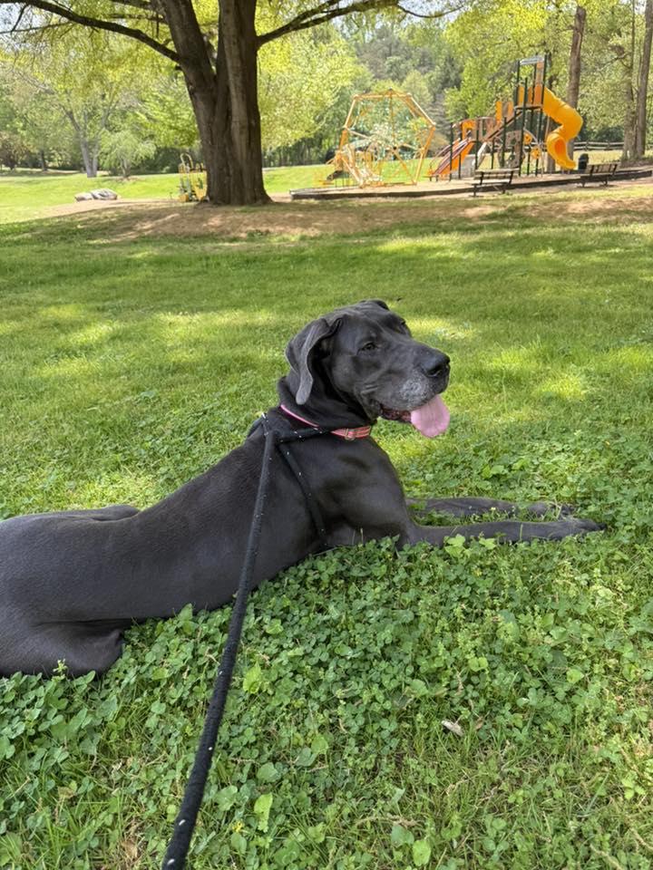 Enlarge Xena, a ADOPTABLE Great Dane in Salisbury, NC image 3/5