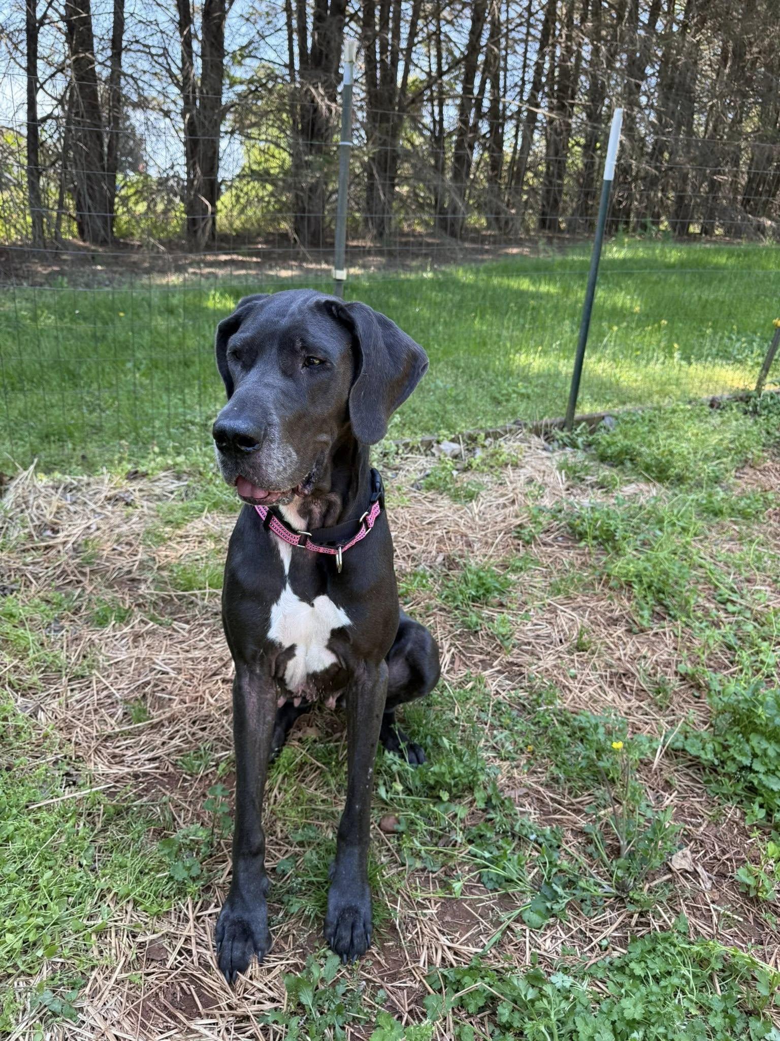 Enlarge Xena, a ADOPTABLE Great Dane in Salisbury, NC image 2/5