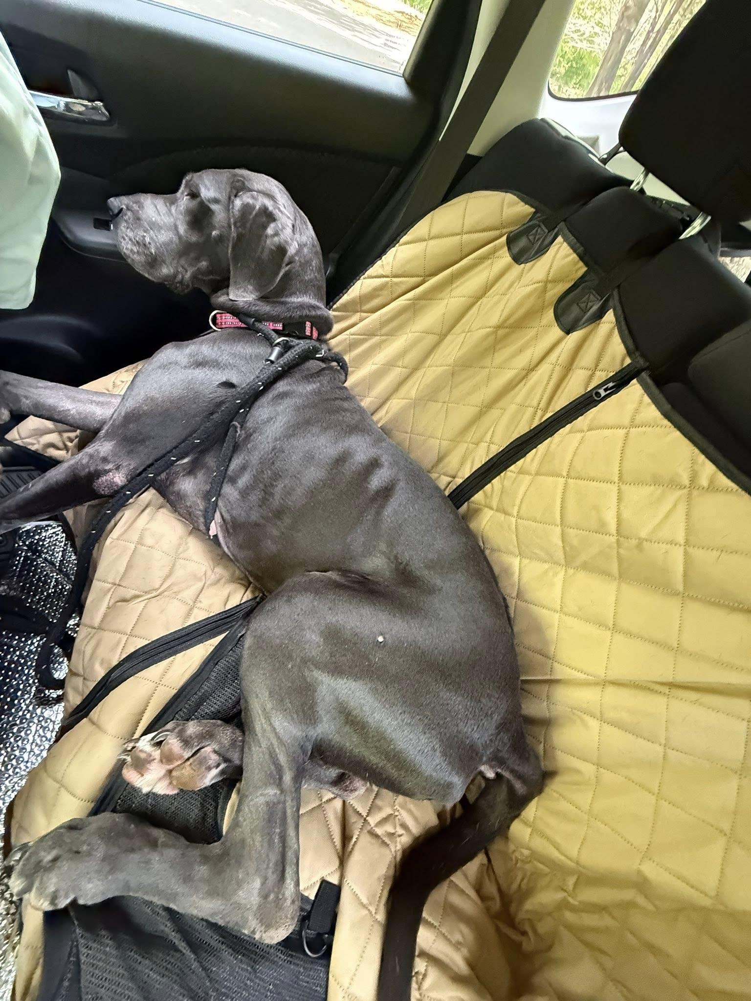 Enlarge Xena, a ADOPTABLE Great Dane in Salisbury, NC image 5/5