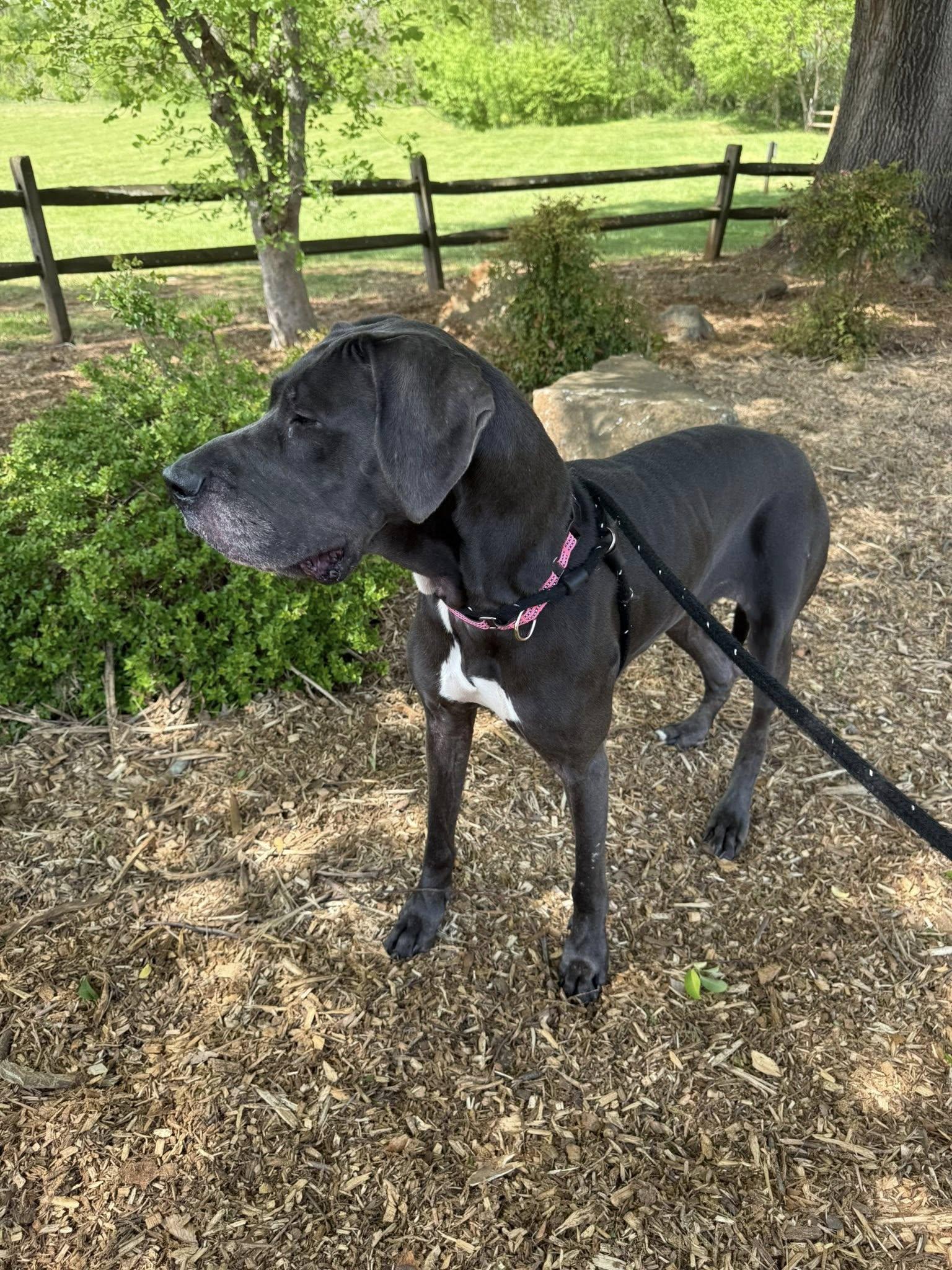 Enlarge Xena, a ADOPTABLE Great Dane in Salisbury, NC image 4/5