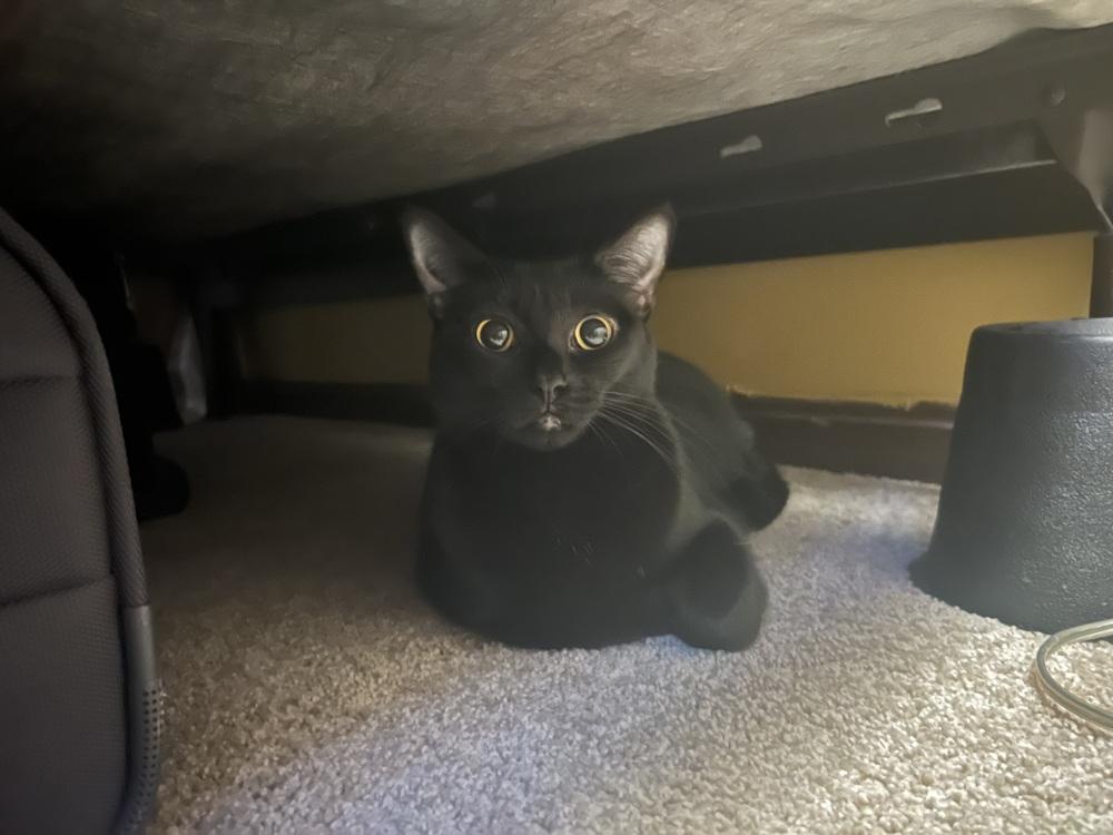 BeeGee, Adoptable, Adult Female Domestic Short Hair.