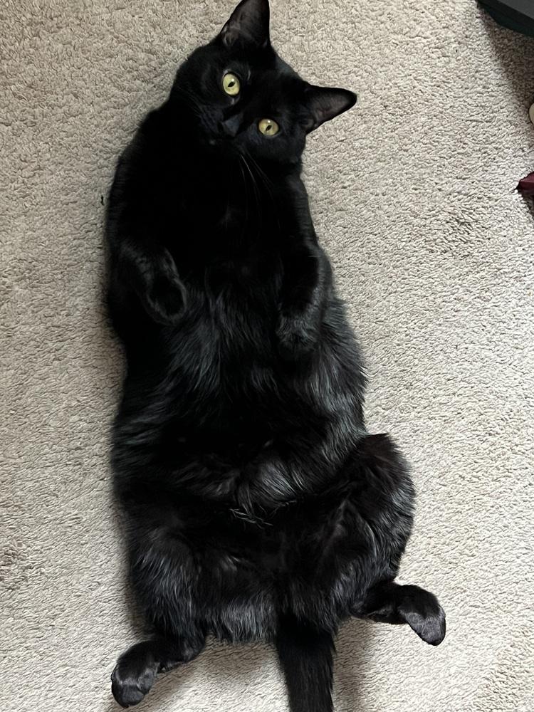 Enlarge BeeGee, a Adoptable Domestic Short Hair in Greenbelt, MD image 2/3