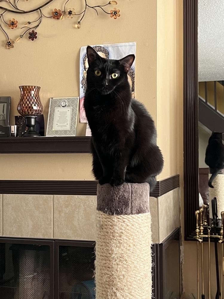 Enlarge BeeGee, a Adoptable Domestic Short Hair in Greenbelt, MD image 3/3