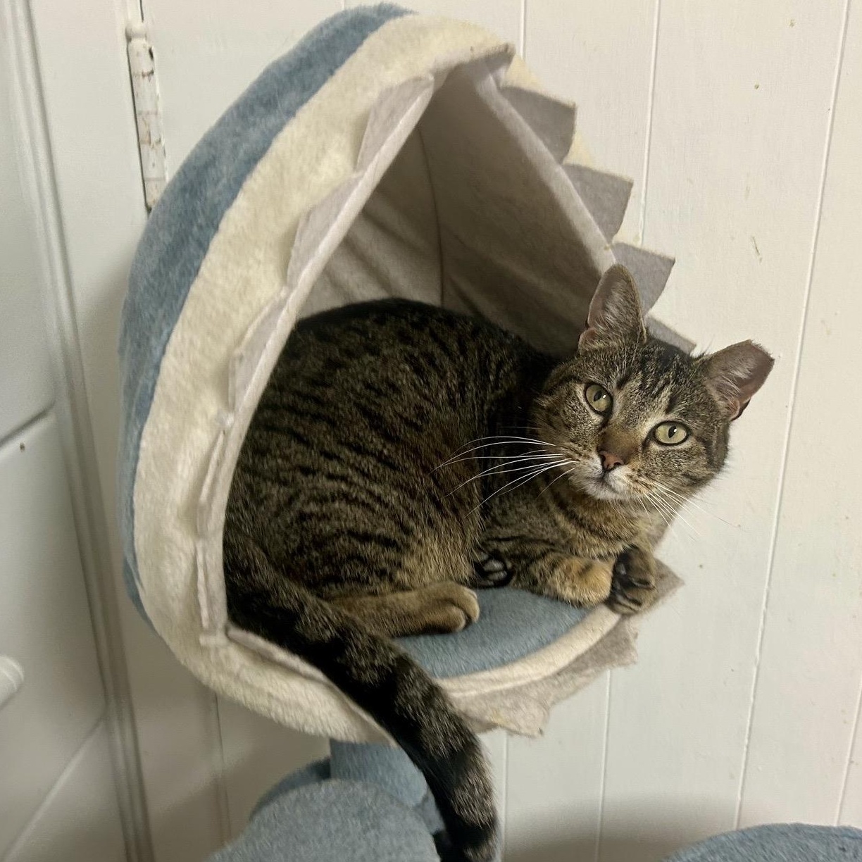 Georgie, ADOPTABLE, Young Male Tabby.