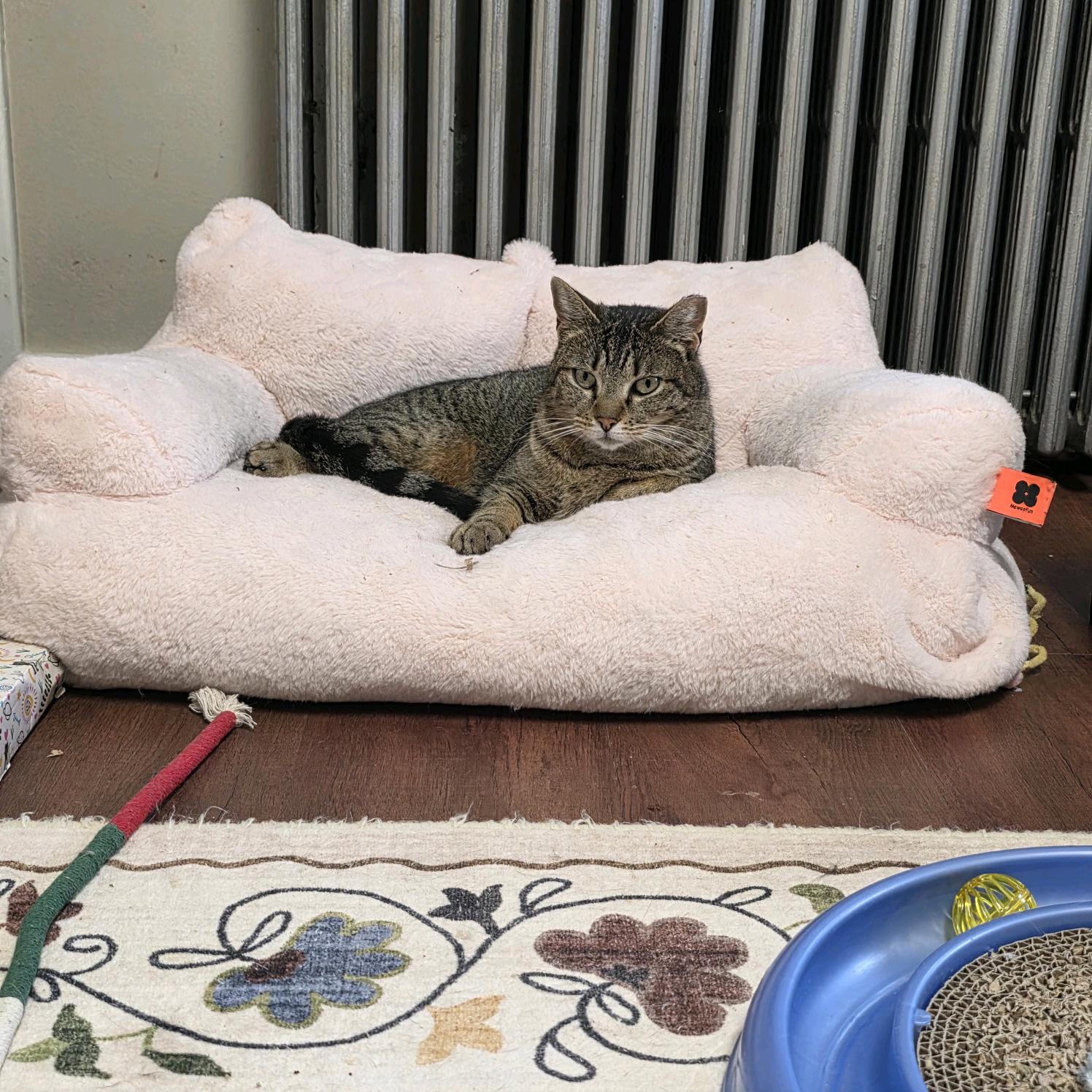 Enlarge Georgie, a ADOPTABLE Tabby in Greensburg, PA image 4/4