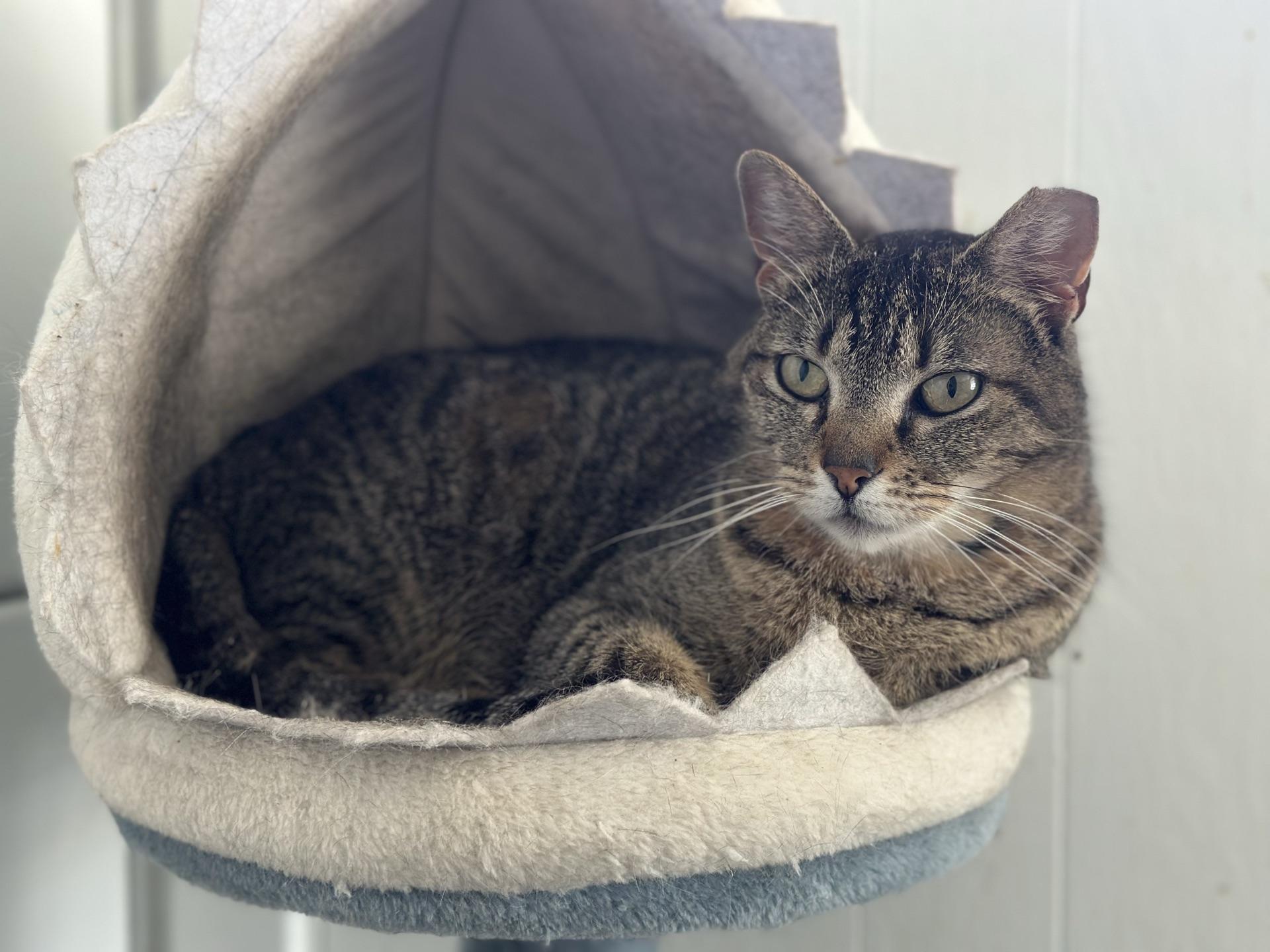 Enlarge Georgie, a ADOPTABLE Tabby in Greensburg, PA image 3/4