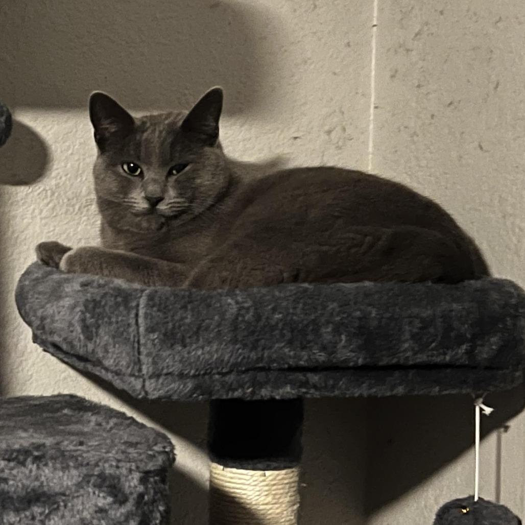 Willow — thumbnail 2