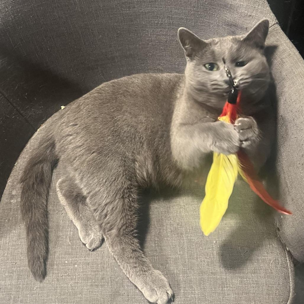 Willow — thumbnail 3