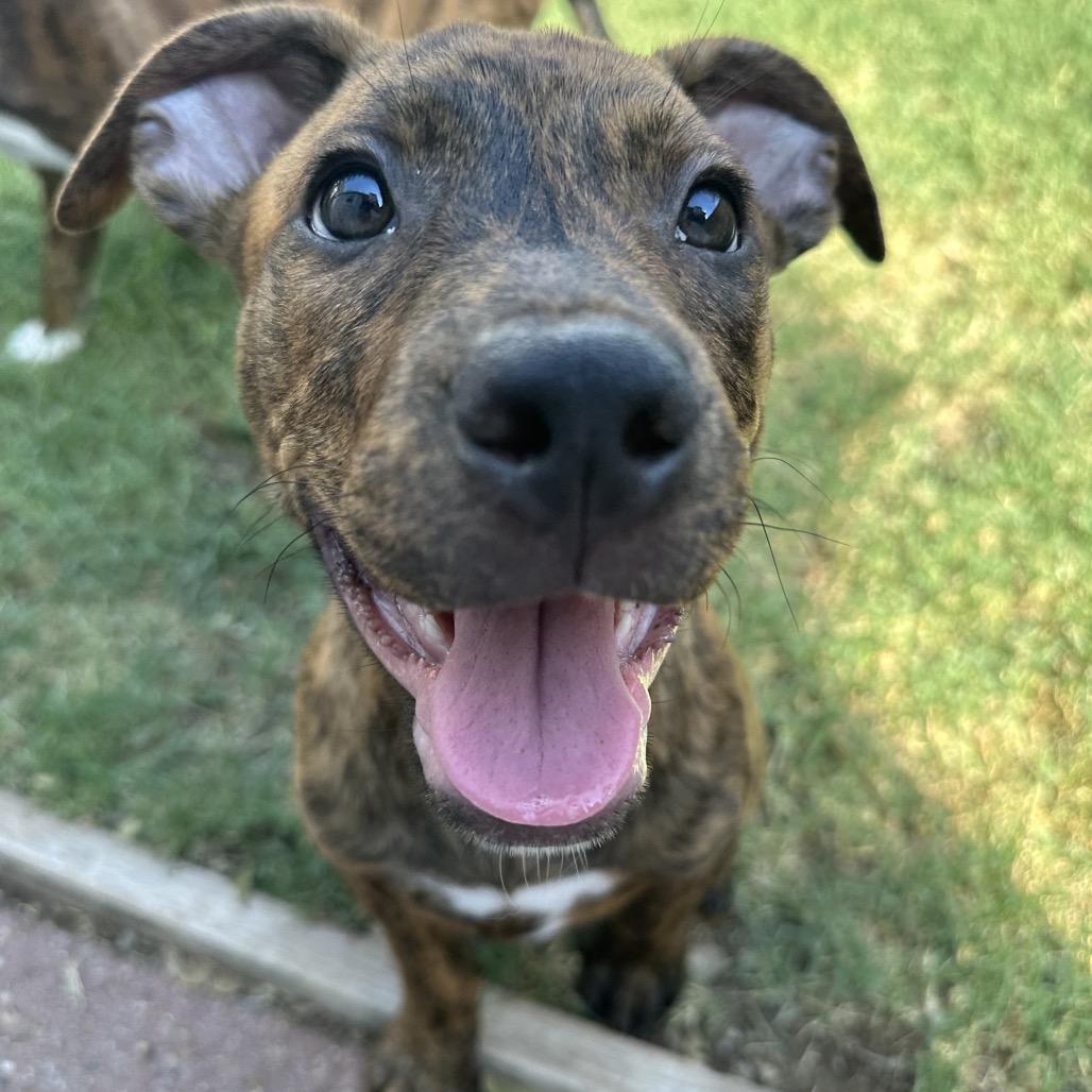Enlarge Cher (The Groovy Duo), a Adoptable mixed breed in Amarillo, TX image 1/5