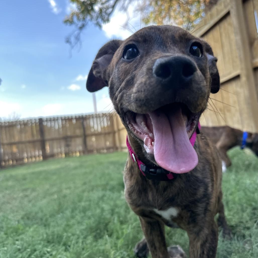 Enlarge Cher (The Groovy Duo), a Adoptable mixed breed in Amarillo, TX image 3/5