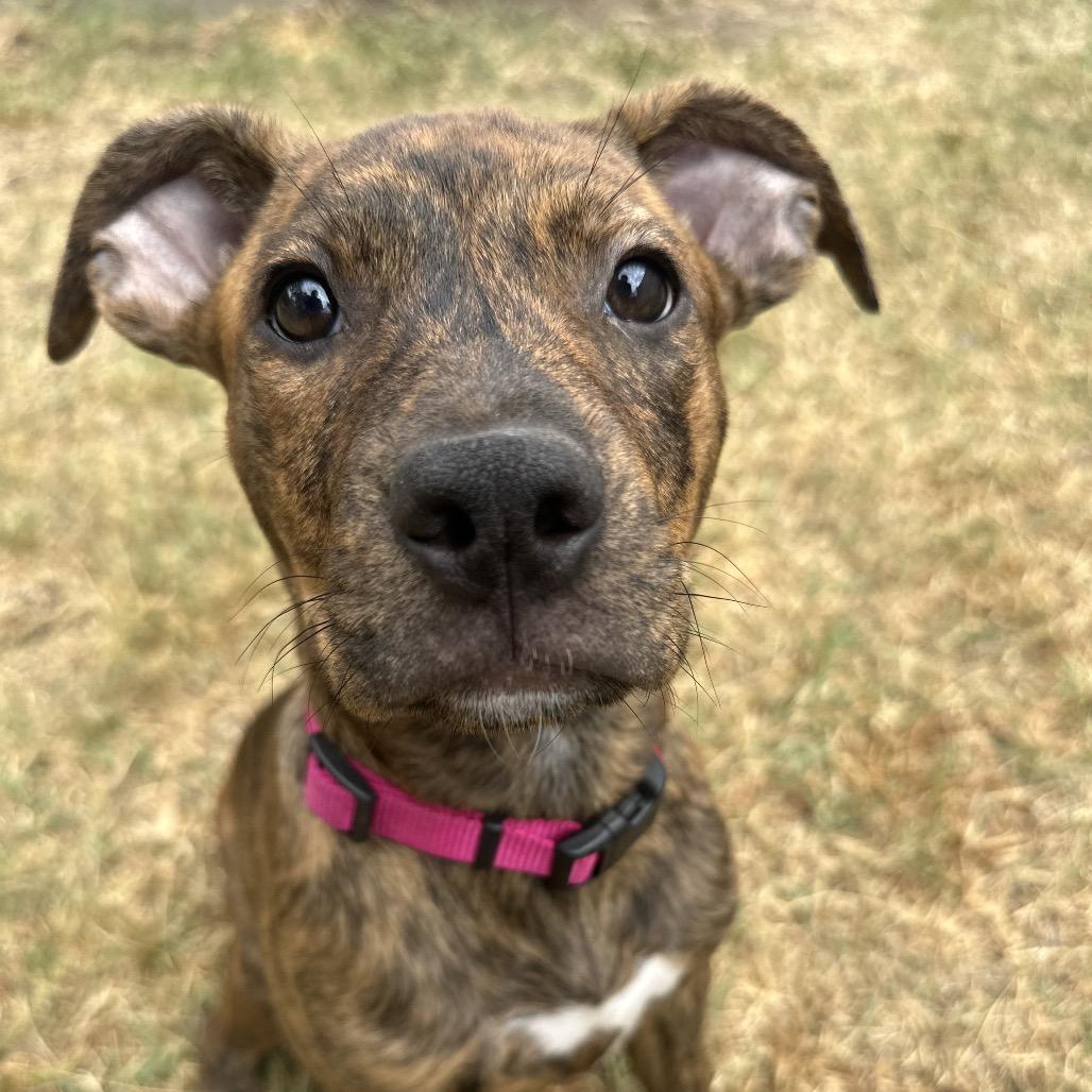Enlarge Cher (The Groovy Duo), a Adoptable mixed breed in Amarillo, TX image 4/5