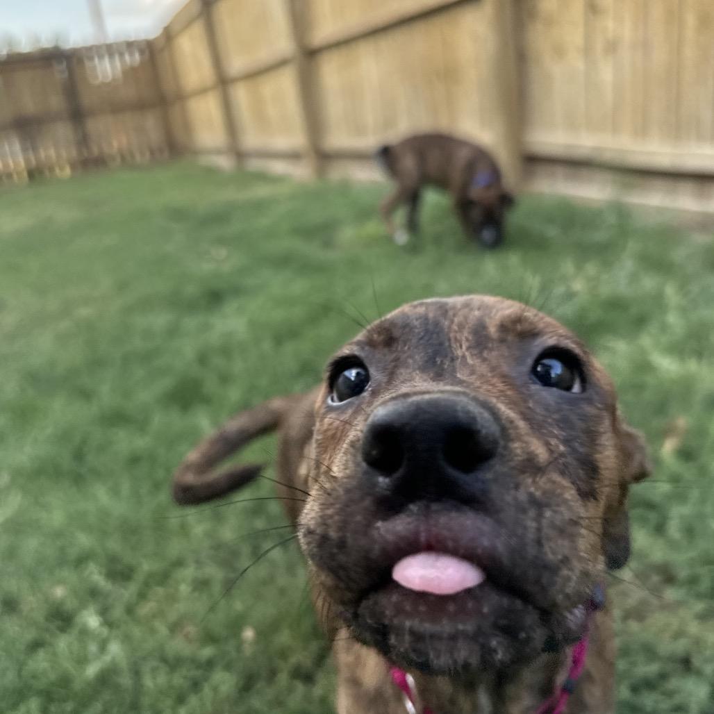 Enlarge Cher (The Groovy Duo), a Adoptable mixed breed in Amarillo, TX image 5/5