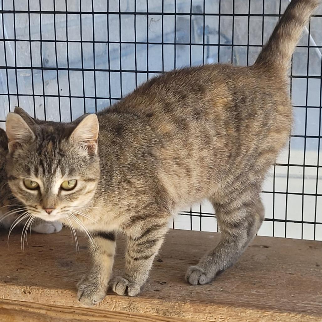 Sage, adopted, Young Female Domestic Short Hair.