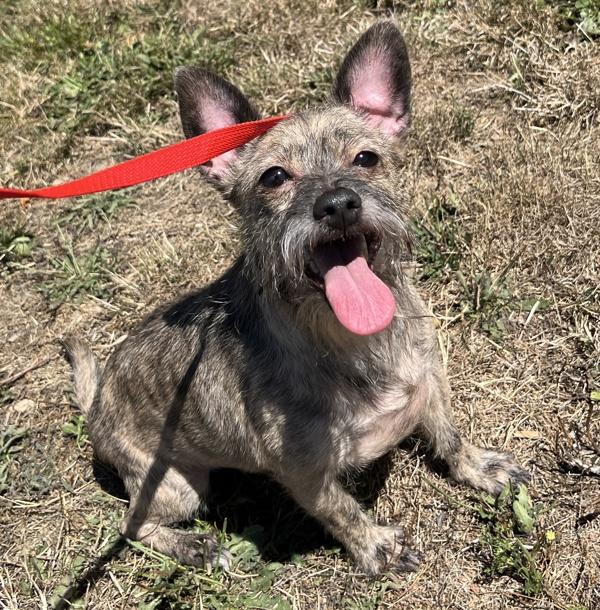 Enlarge Marge, a Adoptable mixed breed in Salem, OR image 1/1