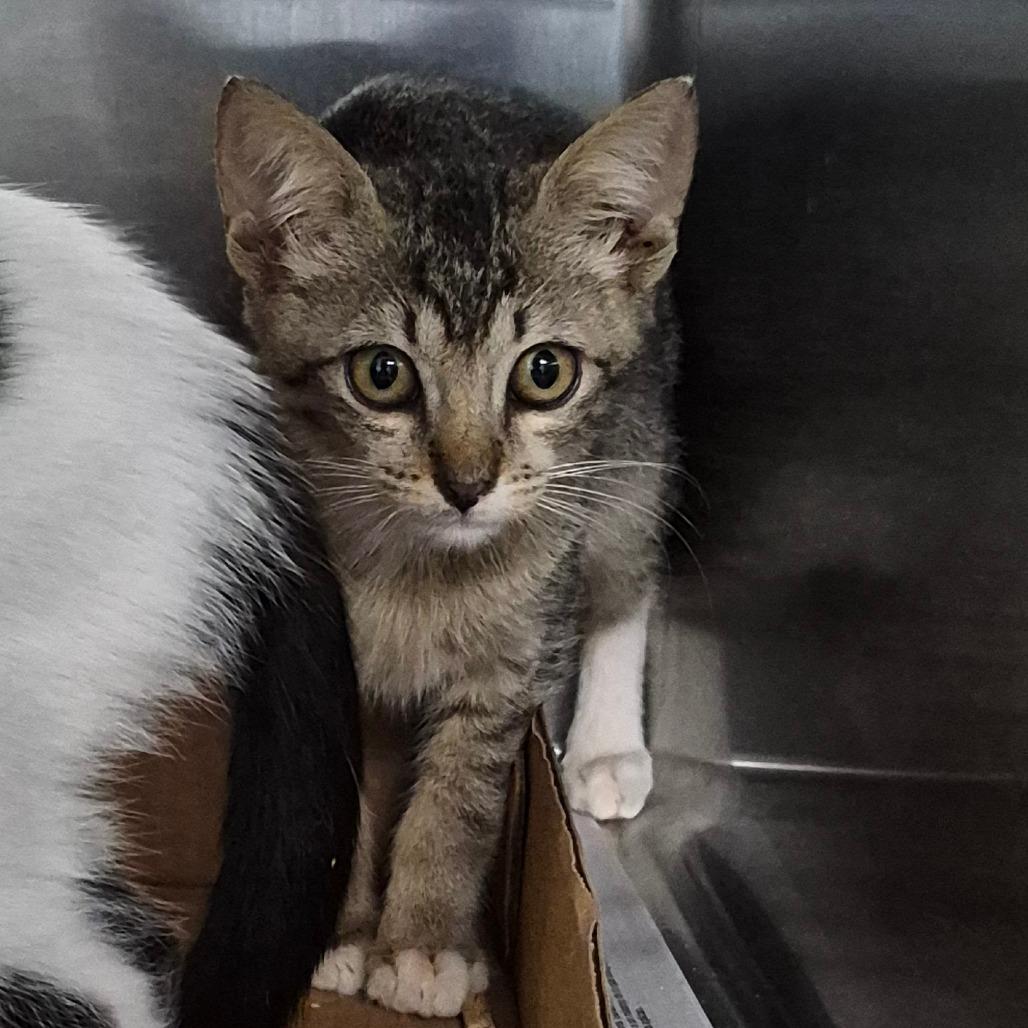 Enlarge Spade, a Adoptable Domestic Short Hair in Vieques, PR image 1/1