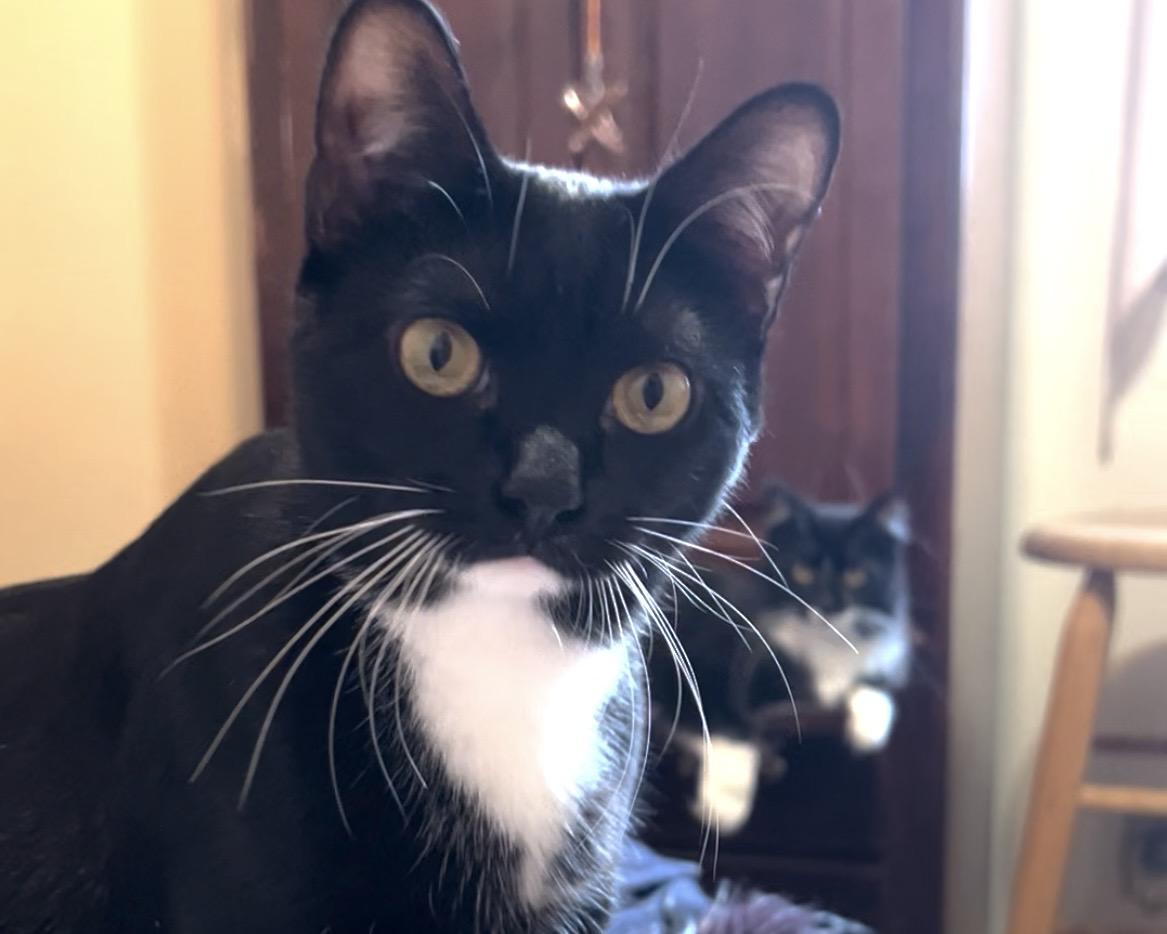 Athena & Xena, ADOPTABLE, Kitten Female Domestic Short Hair.