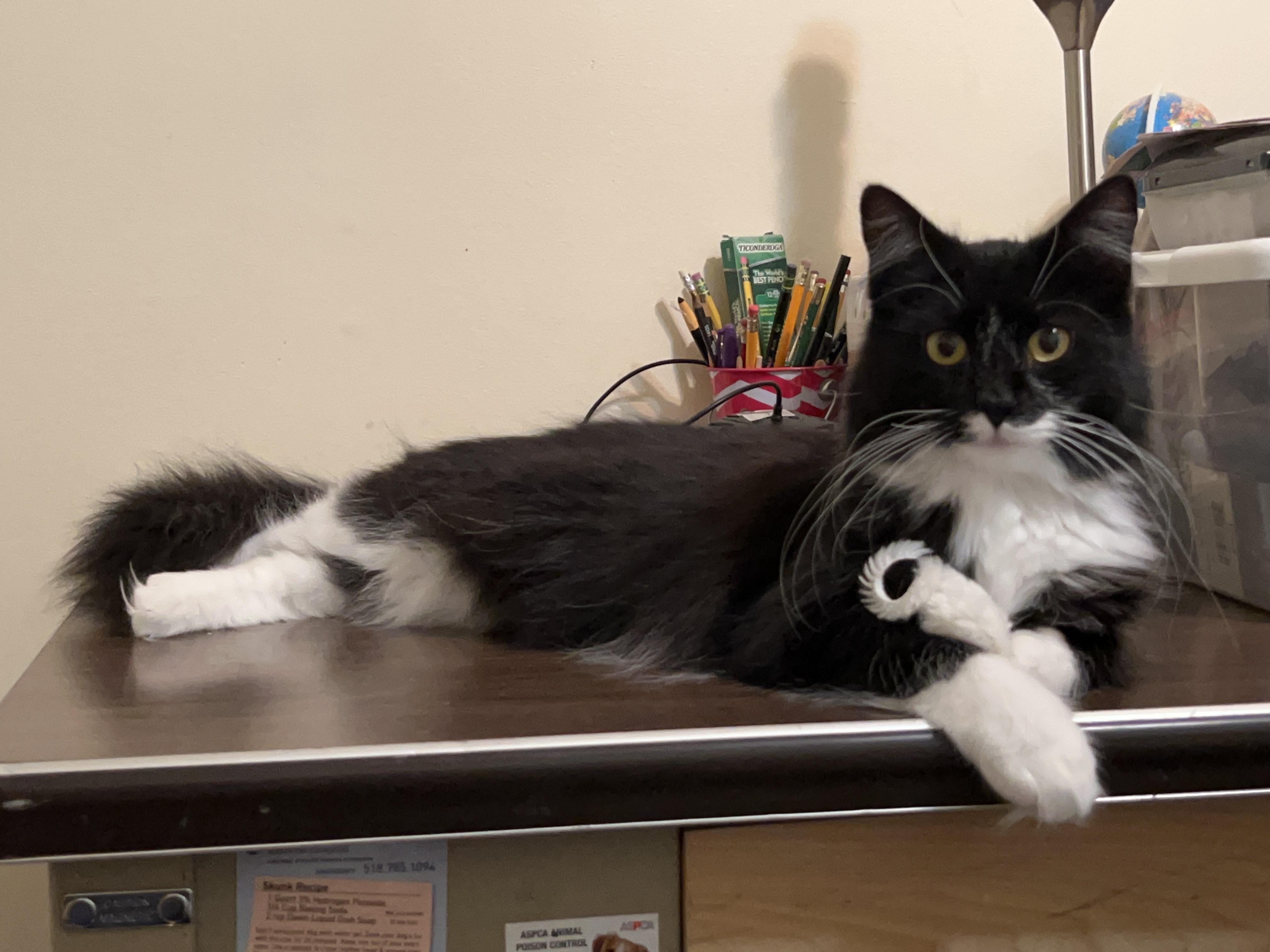 Enlarge Athena & Xena, a ADOPTABLE mixed breed in Mayfield, NY image 3/4