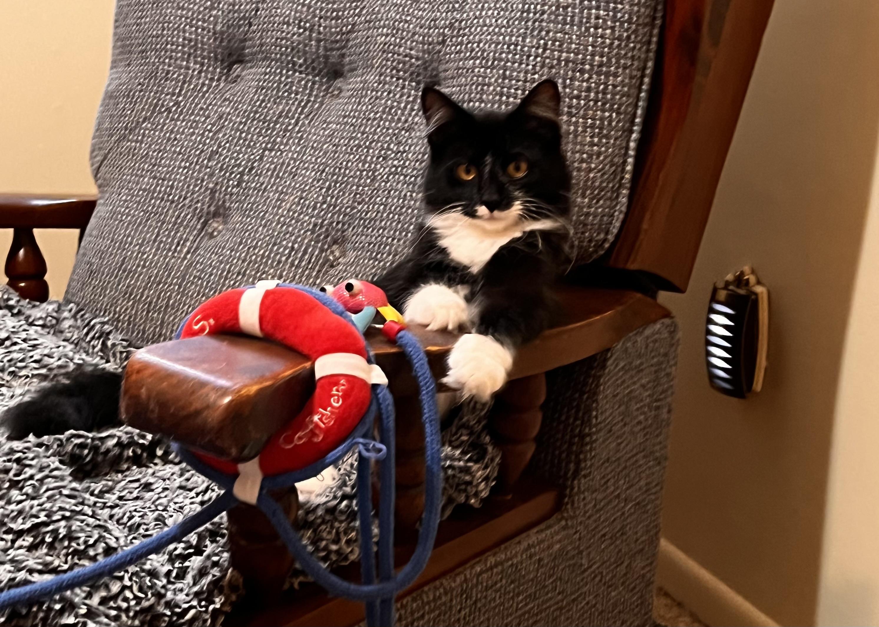 Enlarge Athena & Xena, a ADOPTABLE mixed breed in Mayfield, NY image 2/4