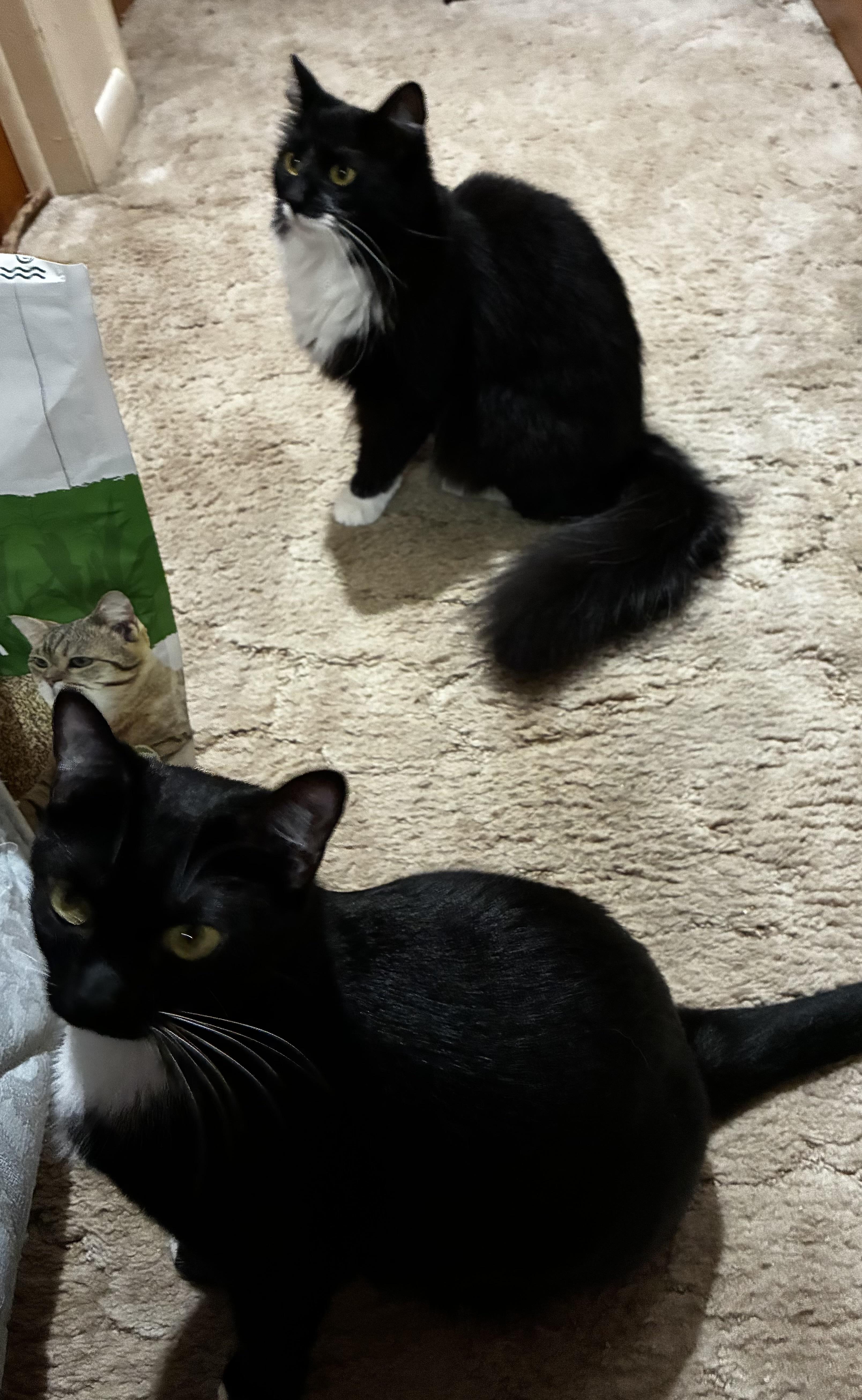 Enlarge Athena & Xena, a ADOPTABLE mixed breed in Schenectady, NY image 2/4