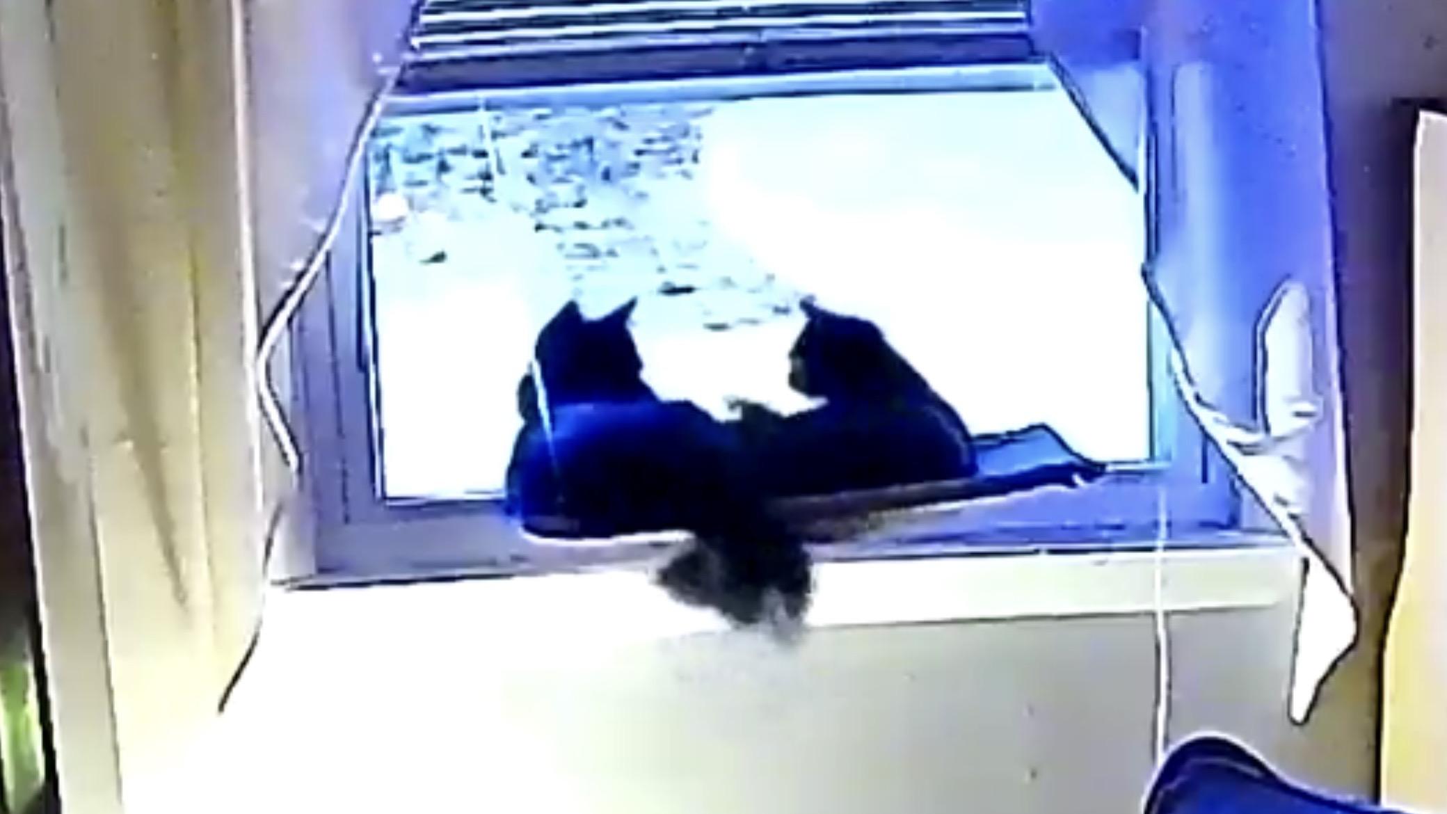 Enlarge Athena & Xena, a ADOPTABLE mixed breed in Mayfield, NY image 4/4