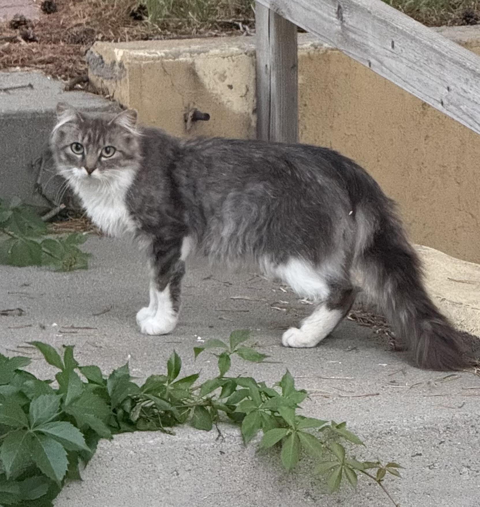 Enlarge Kitty, a Adopted Domestic Medium Hair in Torrington, WY image 1/1