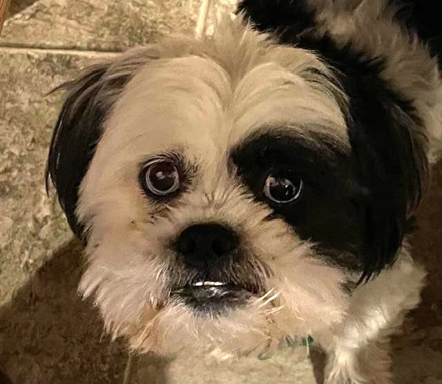 Linny, Adopted, Adult Male Shih Tzu & Lhasa Apso.