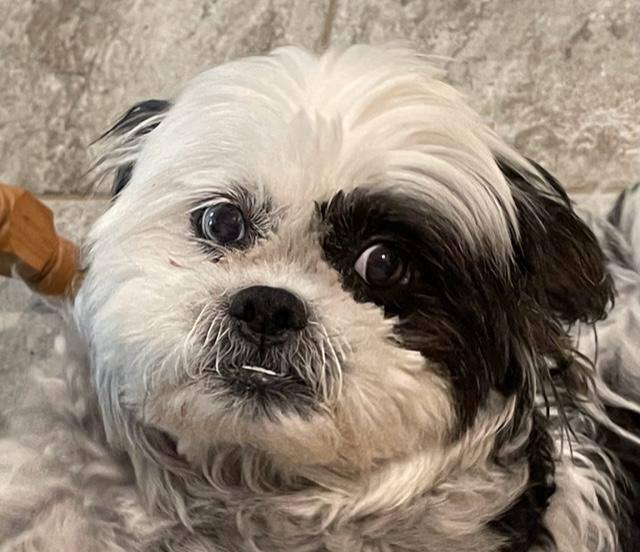 Enlarge Linny, a Adopted mixed breed in Little Rock, AR image 2/6