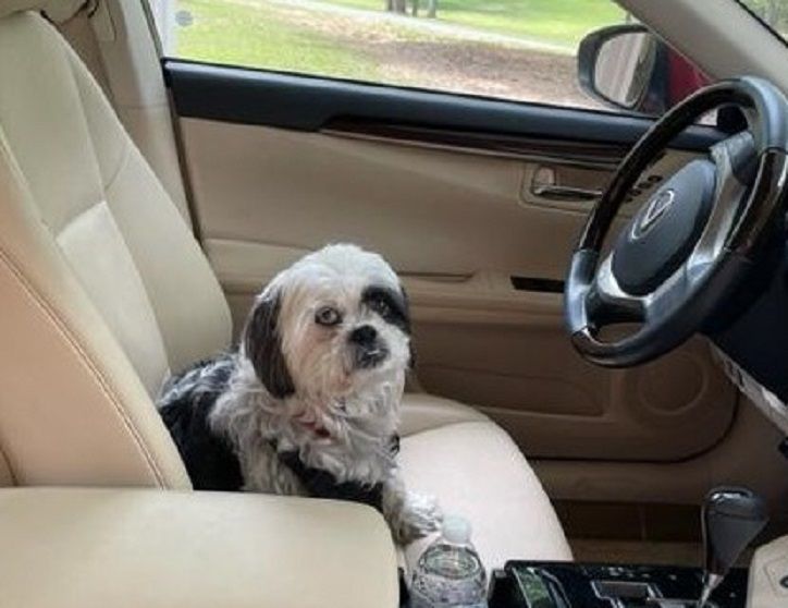 Enlarge Linny, a Adopted mixed breed in Little Rock, AR image 3/6