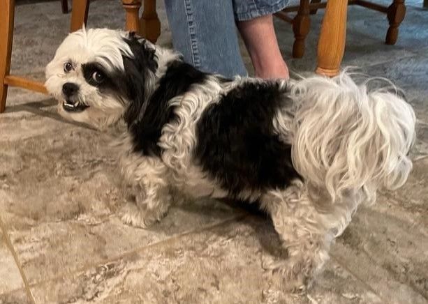 Enlarge Linny, a Adopted mixed breed in Little Rock, AR image 5/6