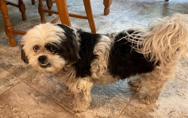 Enlarge Linny, a Adopted mixed breed in Little Rock, AR image 6/6