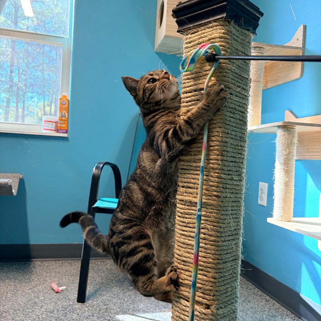 Cinnamonroll, Adoptable, Young Female Domestic Short Hair.