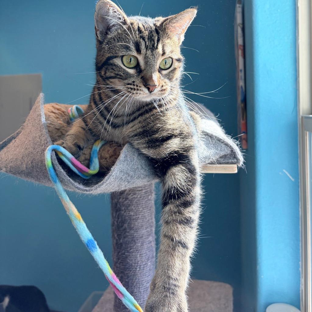 Enlarge Cinnamonroll, a Adoptable mixed breed in Magnolia, TX image 3/5