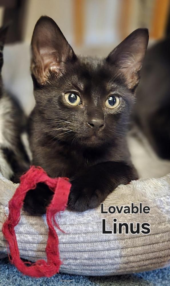 Linus, Adoptable, Kitten Male American Shorthair.