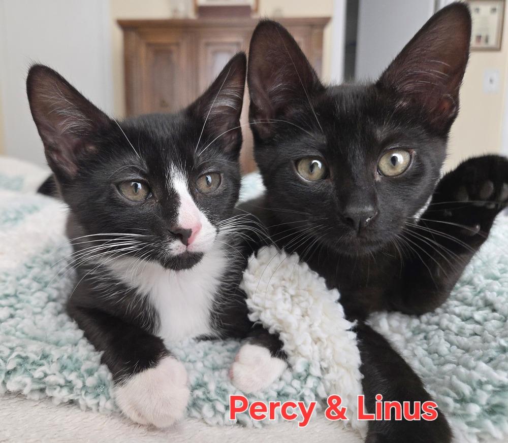 Enlarge Linus, a Adoptable American Shorthair in Ronkonkoma, NY image 3/4