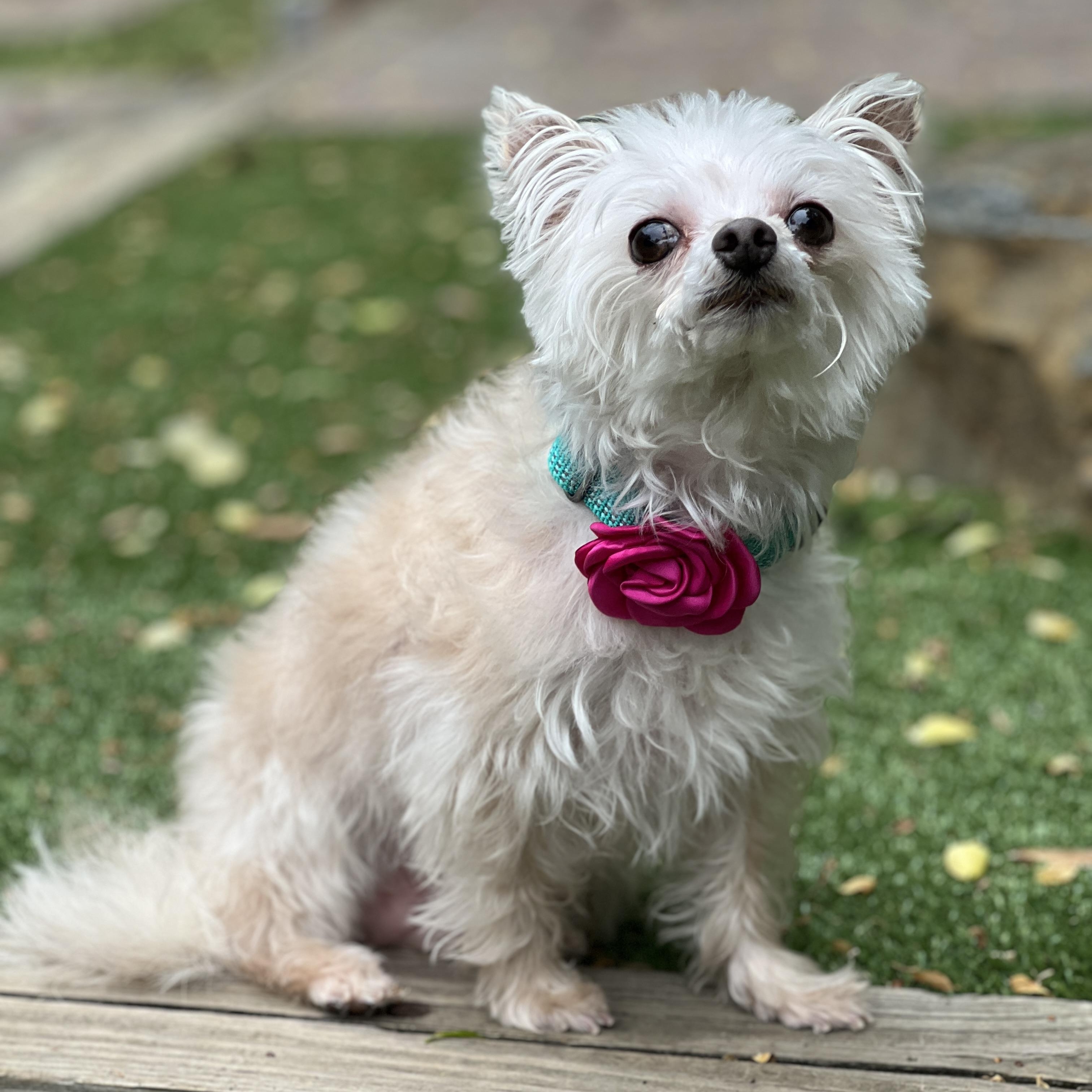 Shimmer, a ADOPTABLE mixed breed in High Point, NC image 2/6