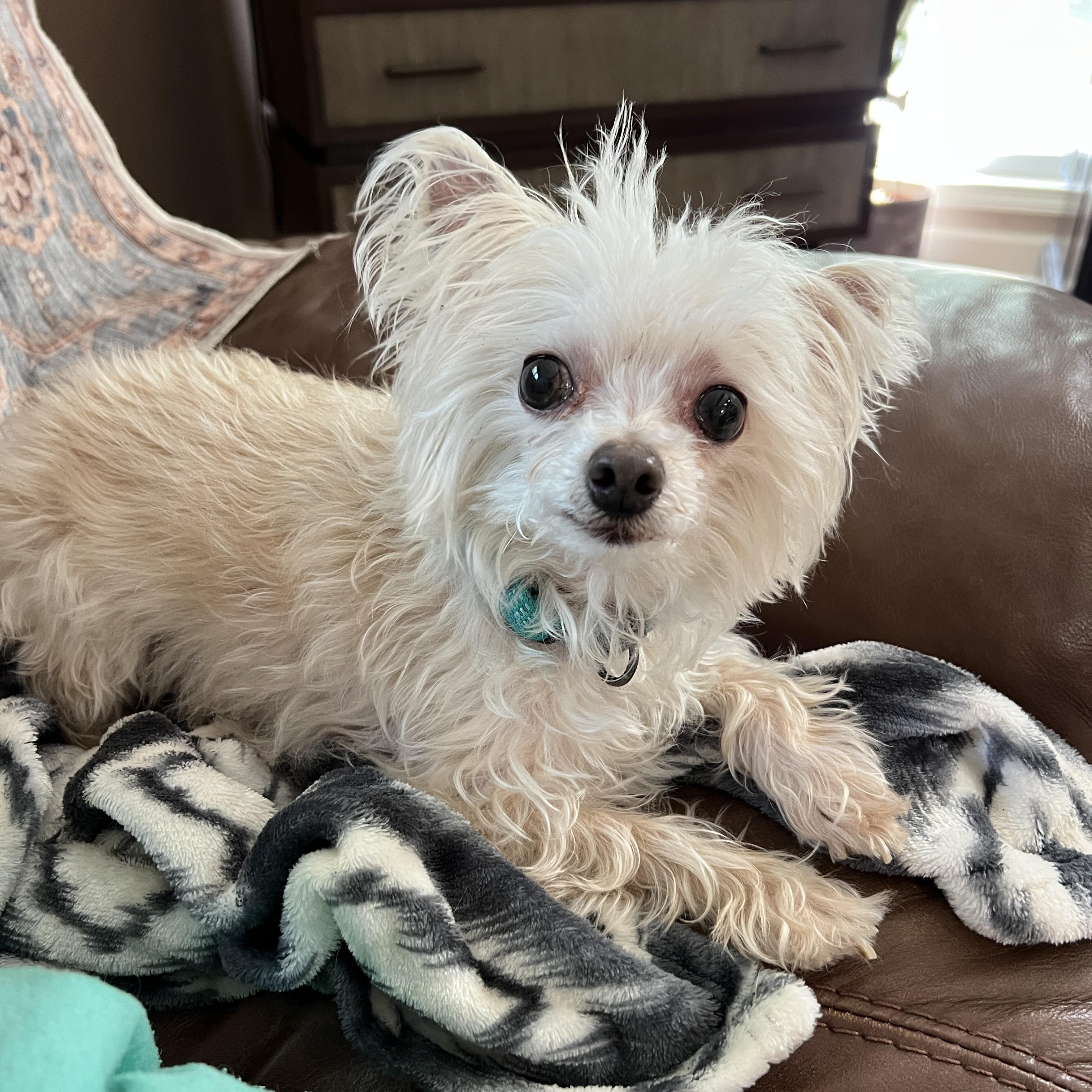 Shimmer, ADOPTABLE, Adult Female Yorkshire Terrier & Maltese.