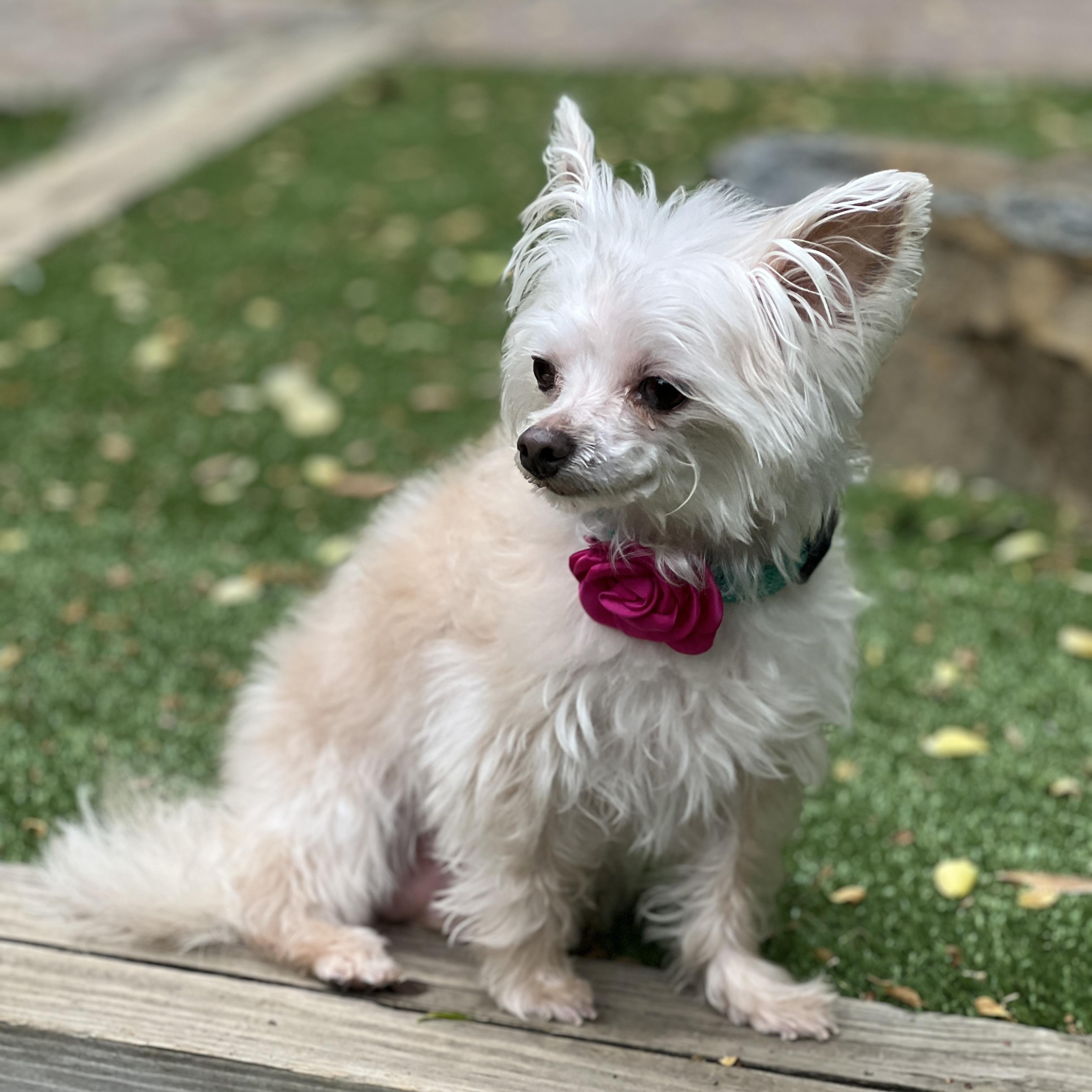 Shimmer, a ADOPTABLE mixed breed in High Point, NC image 5/6